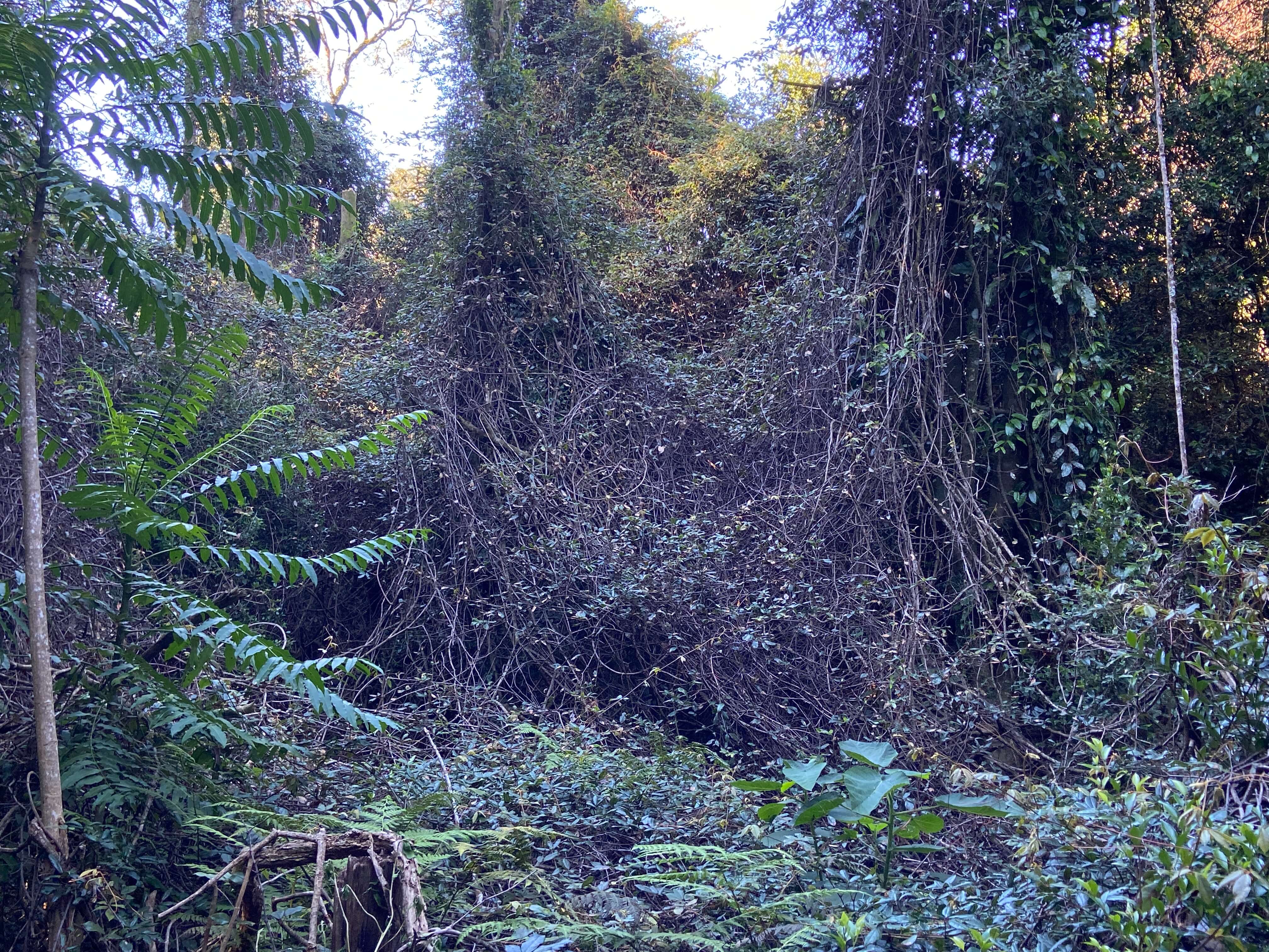 Rainforest canopy covered in dense vines