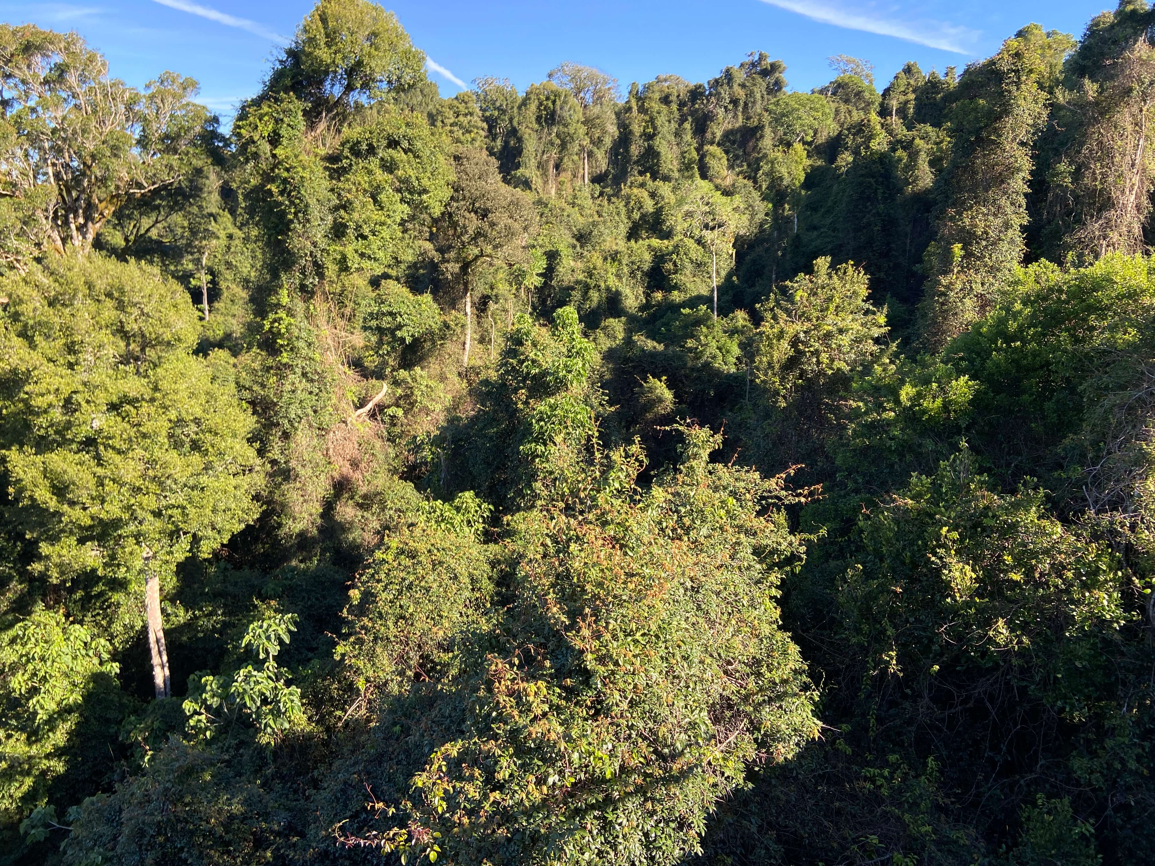 Rainforest canopy showing dense vine growth against a blue sky