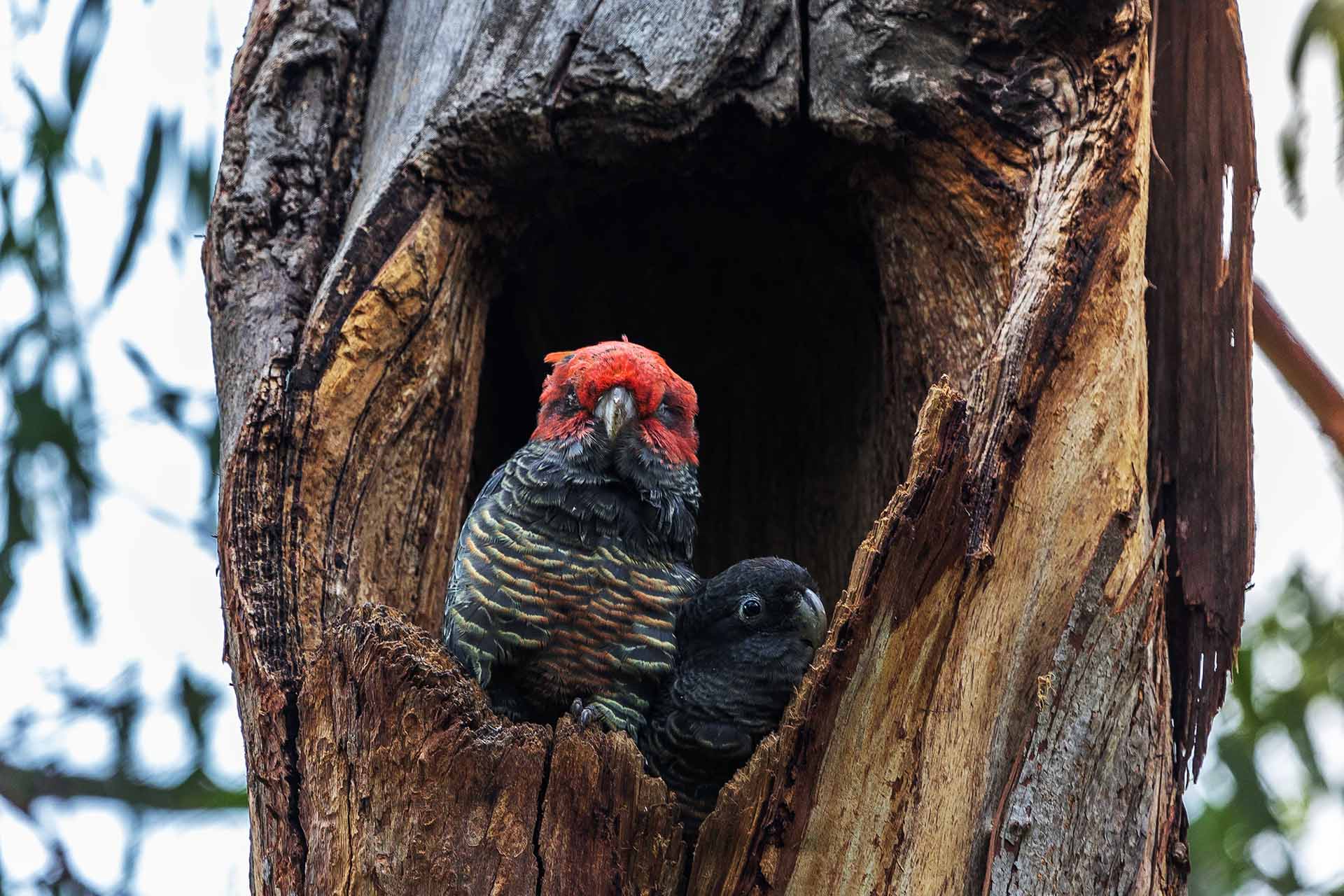 Male (red headed) and female (grey) birds in a tree hollow.