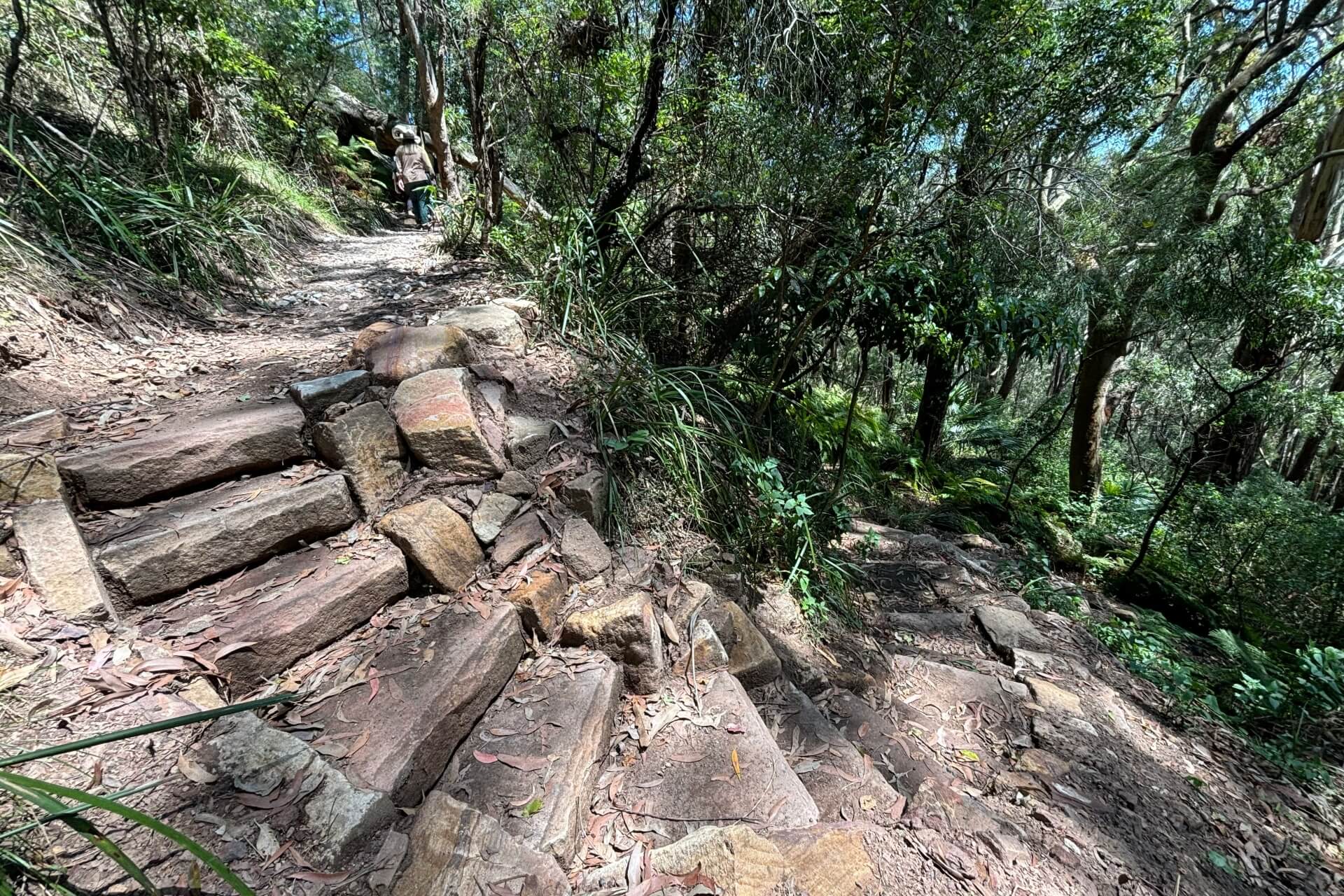 A steep walking track including a number of stone steps within dense rainforest