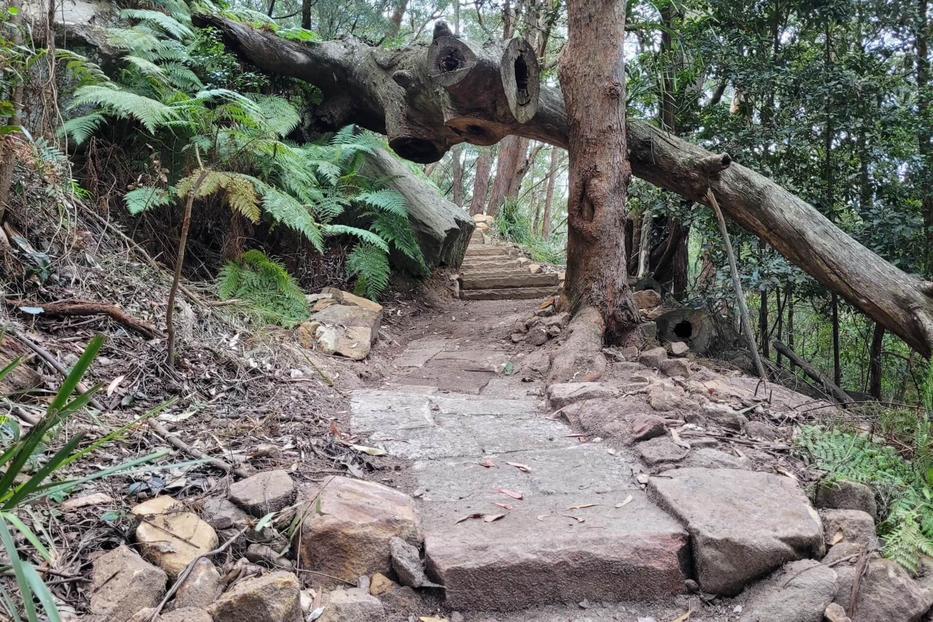 A steep rainforest walking track with stone steps winds under a fallen tree trunk with several visible hollows