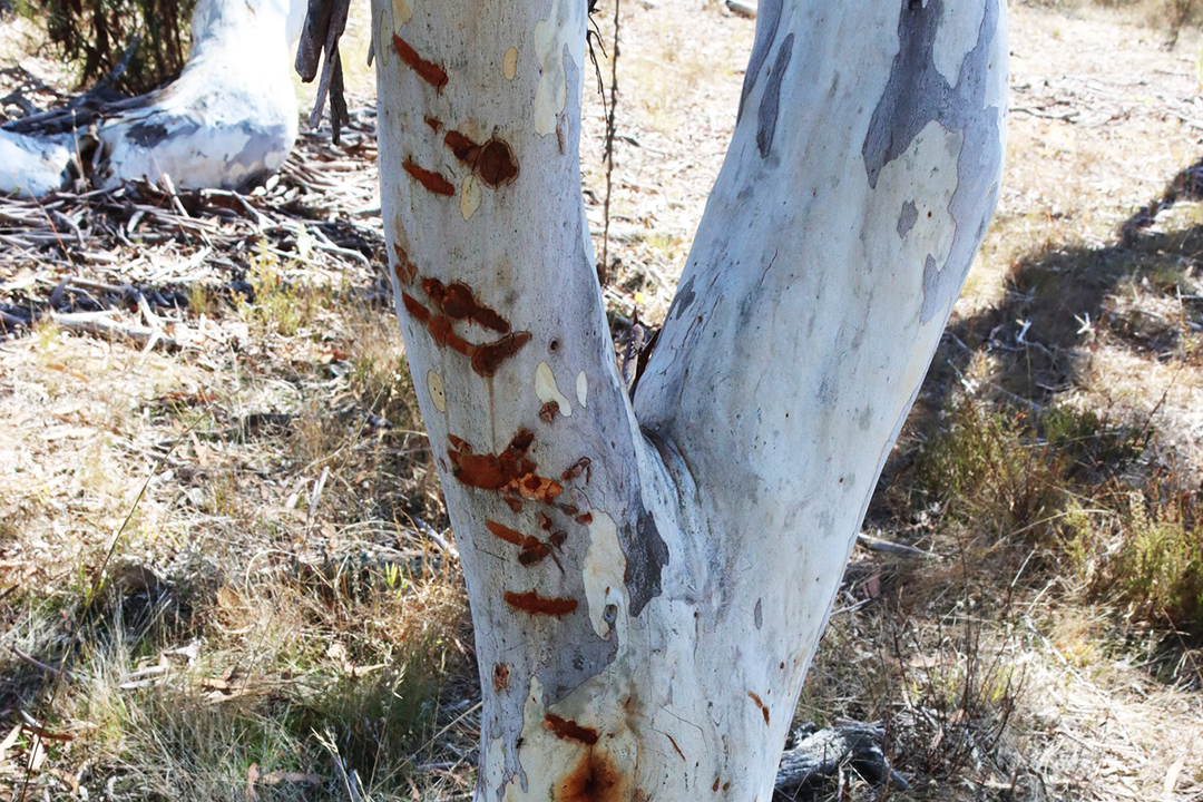 Tree with brown matrkings in bark