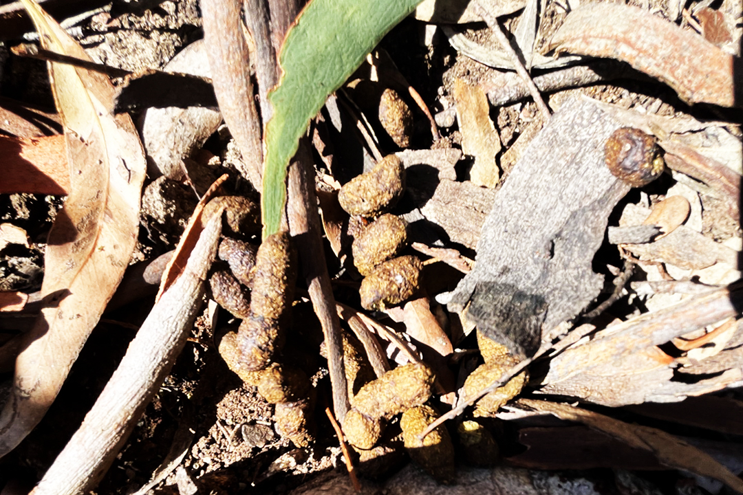 Small brown balls of fibre.