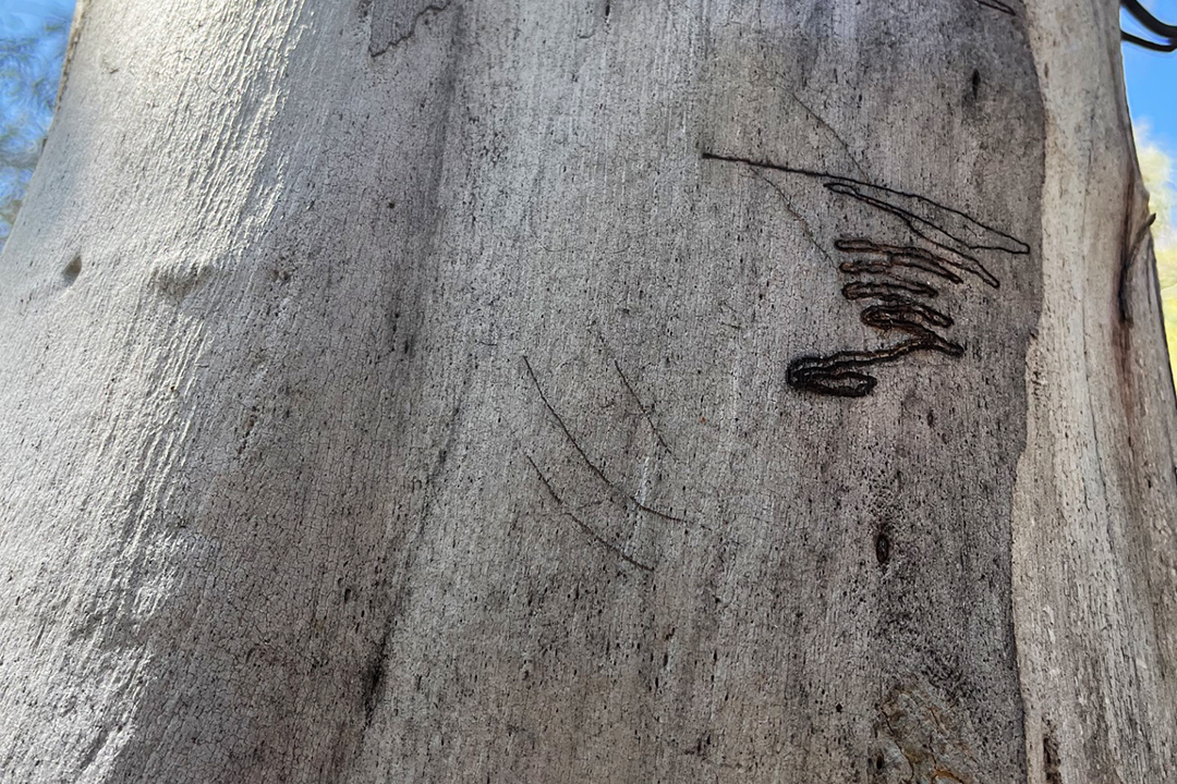 Three claw marks scratched into bark below scribbly moth track