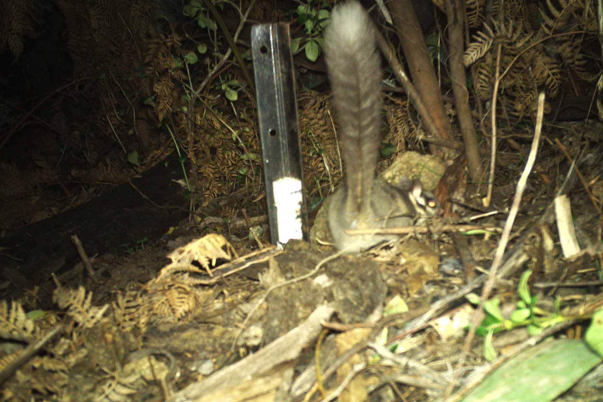 A small possum with upright fluffy tail forages near marker pole.