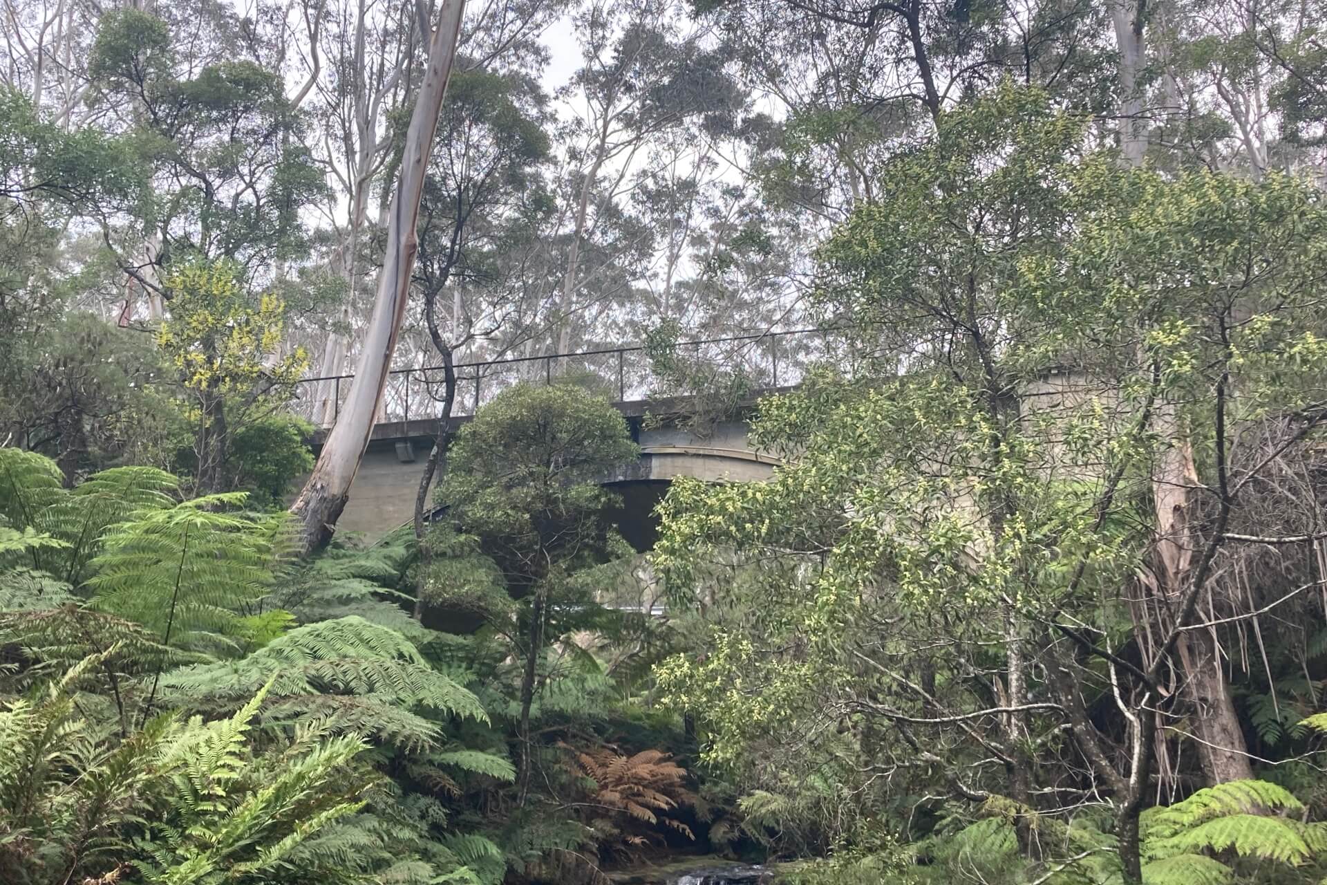 A stone bridge obscured by dense vegetation, framed by tall eucalypts and a canopy of branches