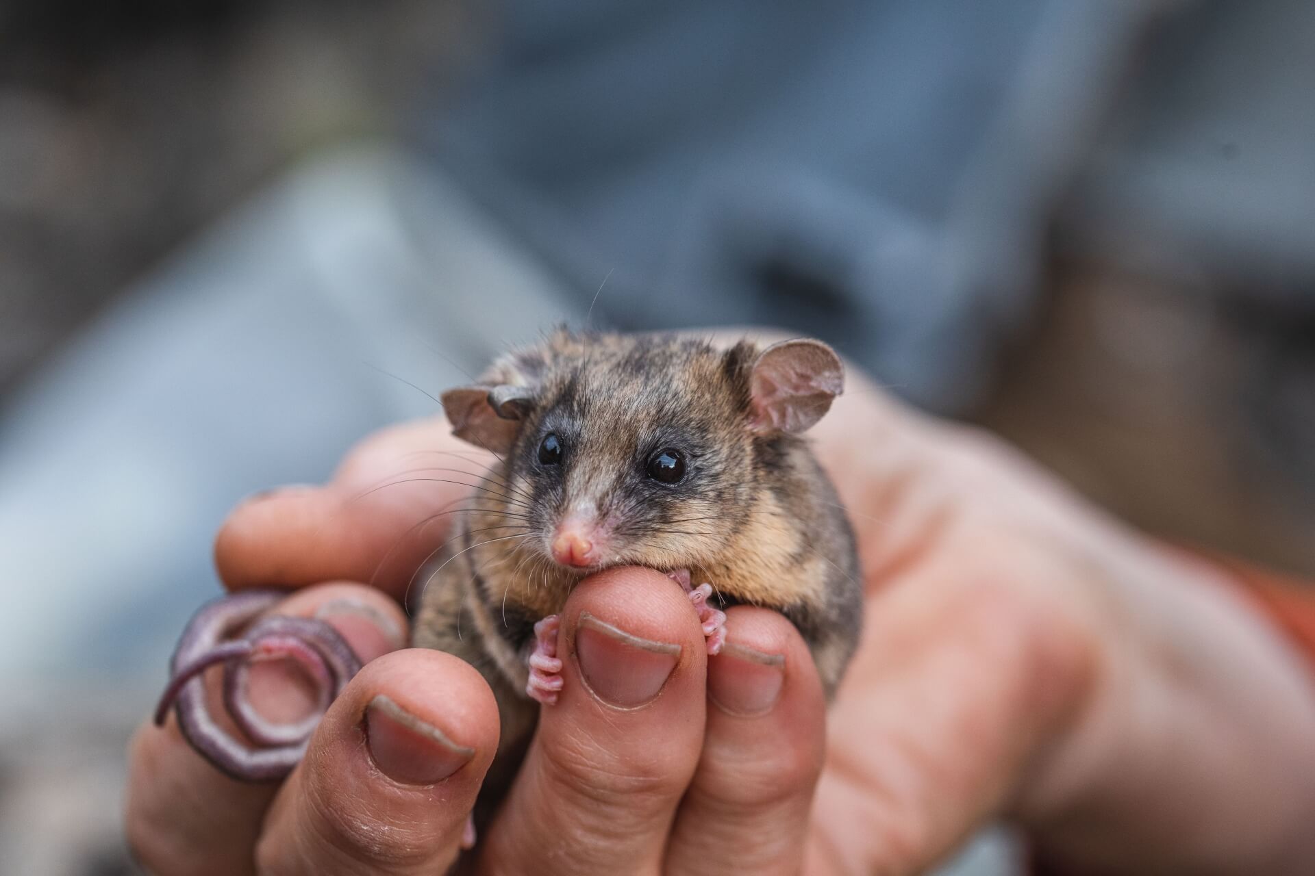 A tiny, furry brown possum with a curly tail, nestled in a human hand