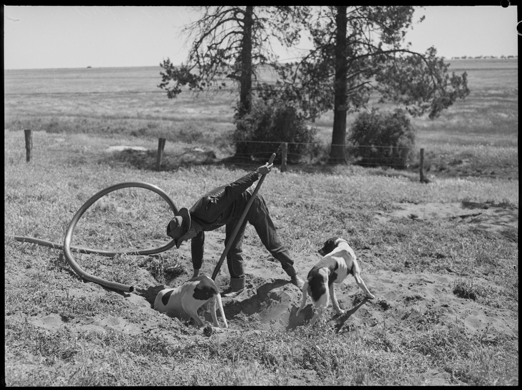 Black and white image of a farmer inspecting a hole with two dogs