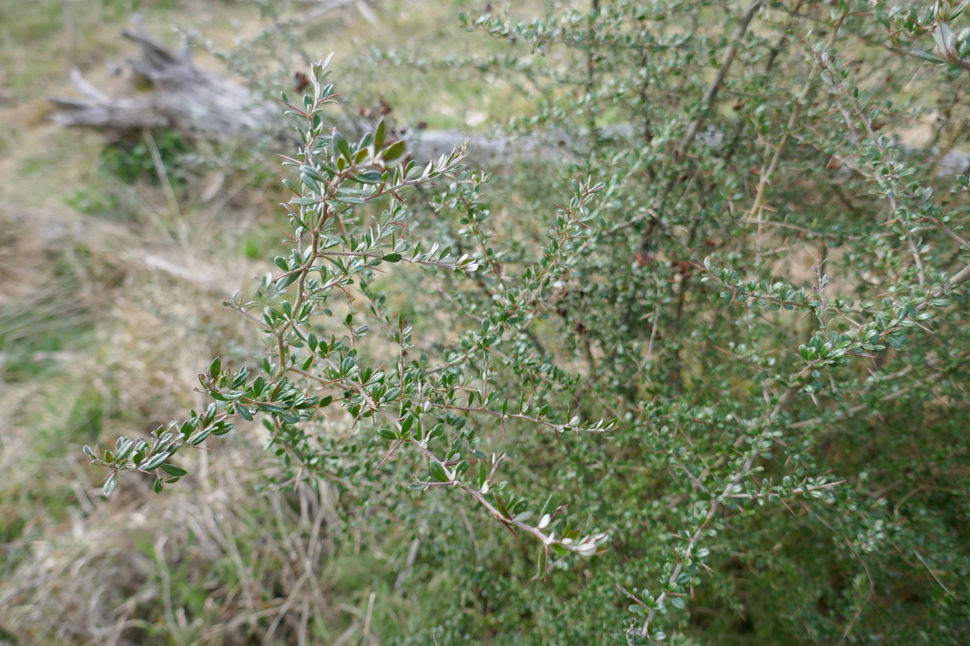 A rambling, prickly bush with tiny dark green leaves