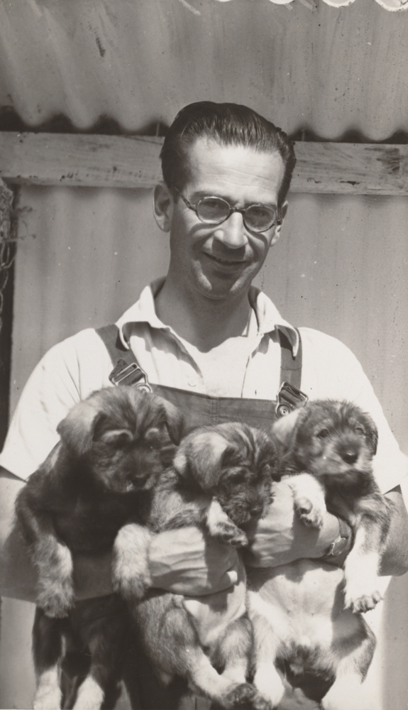 Black and white image of Manoly Lascaris with three Schnauzer puppies. The man has his hair slicked back and is wearing spectacles, a short-sleeved button up and denim overalls.