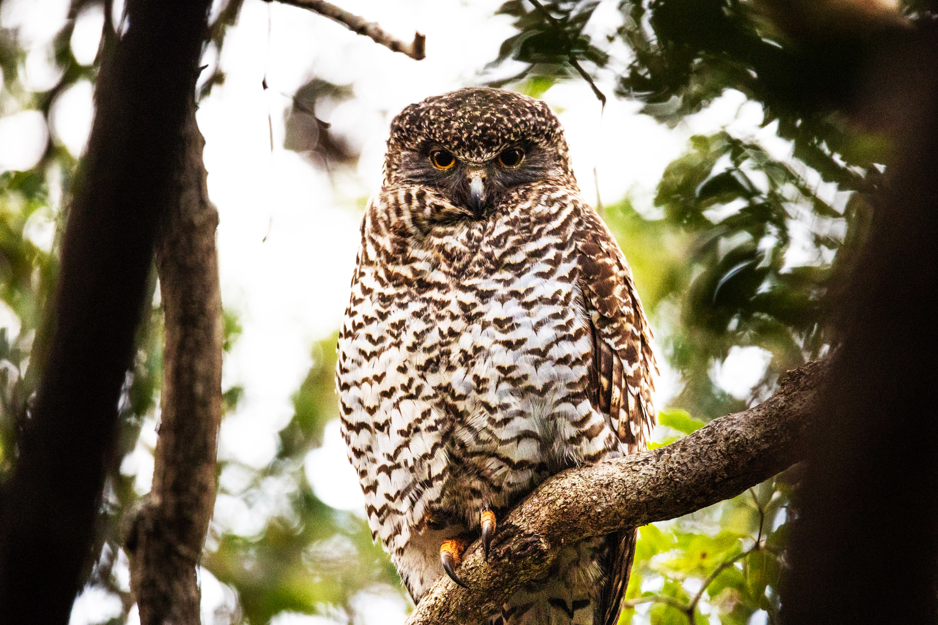 Powerful owl in tree, staring directly down the camera.