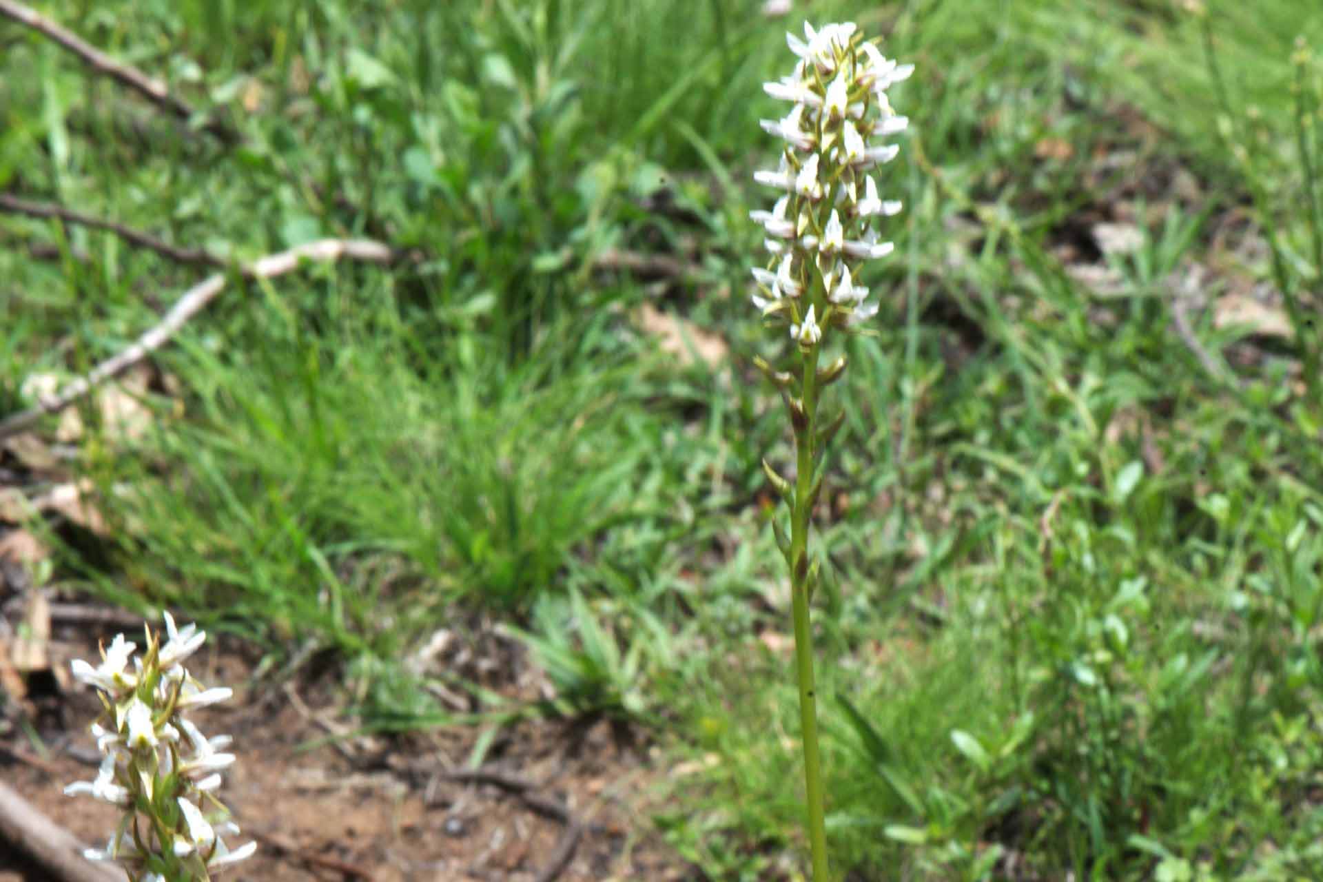 Small white flowers in bell-shaped arrangement.