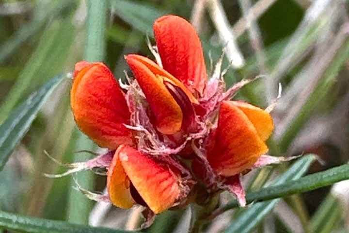 Orange sweetpea shaped flower with yellow edges.