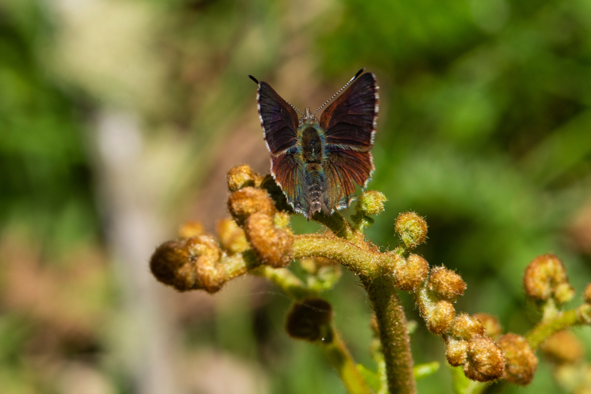 A small, multi-coloured butterfly rests on a flowering plant in the sunshine