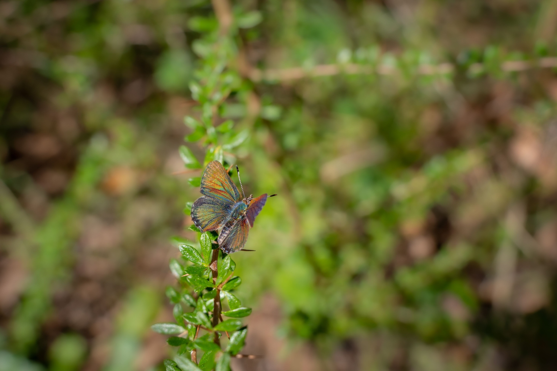 A small, brightly coloured butterfly rests on a thin vertical branch with tiny, dark green leaves