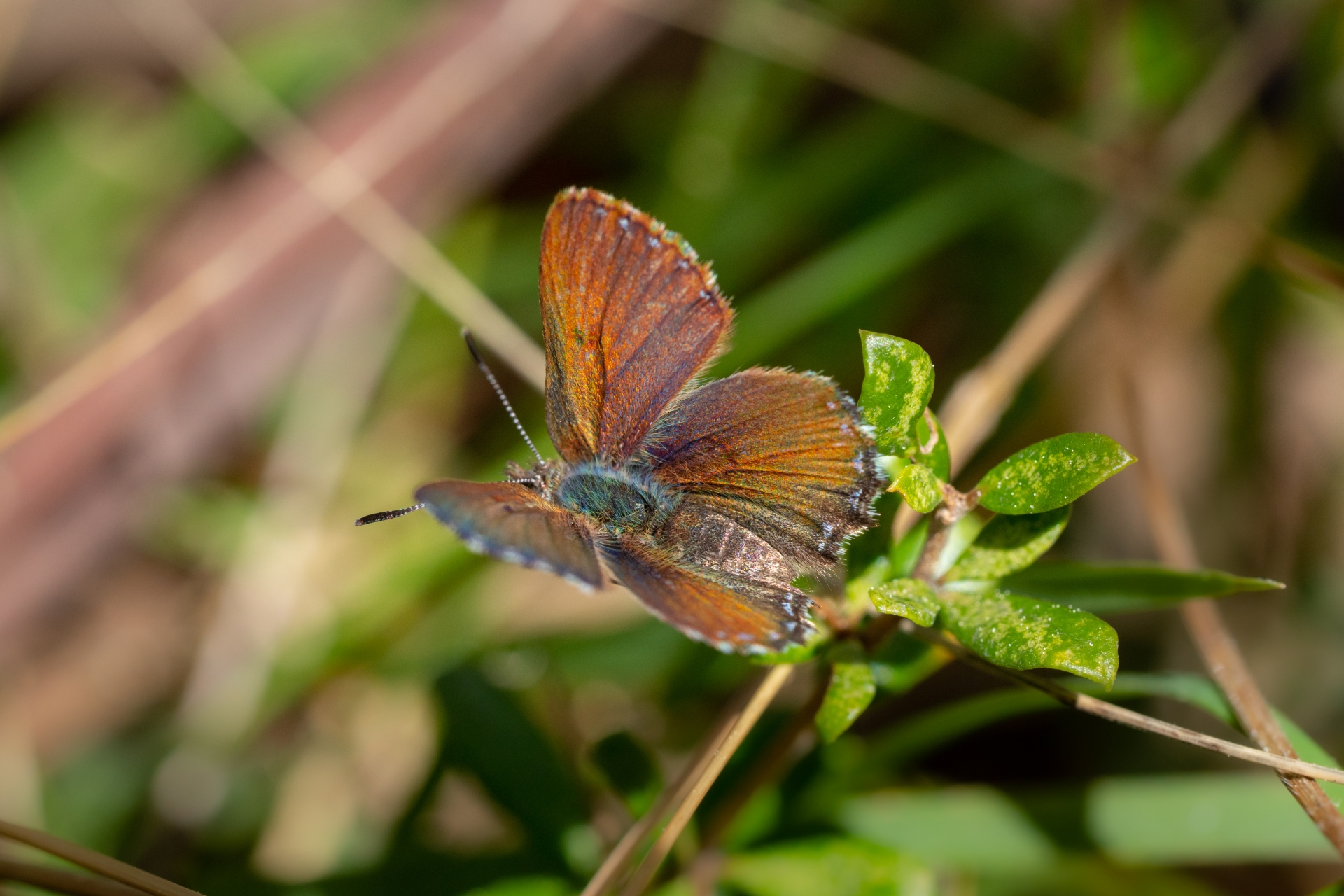 A small, brightly coloured butterfly with its wings spread wide rests on a leafy plant