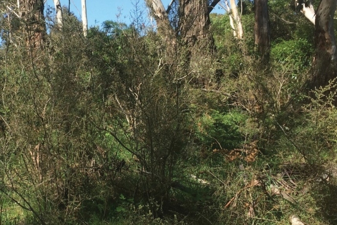 A dense thicket of prickly shrubs with small, dark-green leaves, against a backdrop of open woodland and blue sky