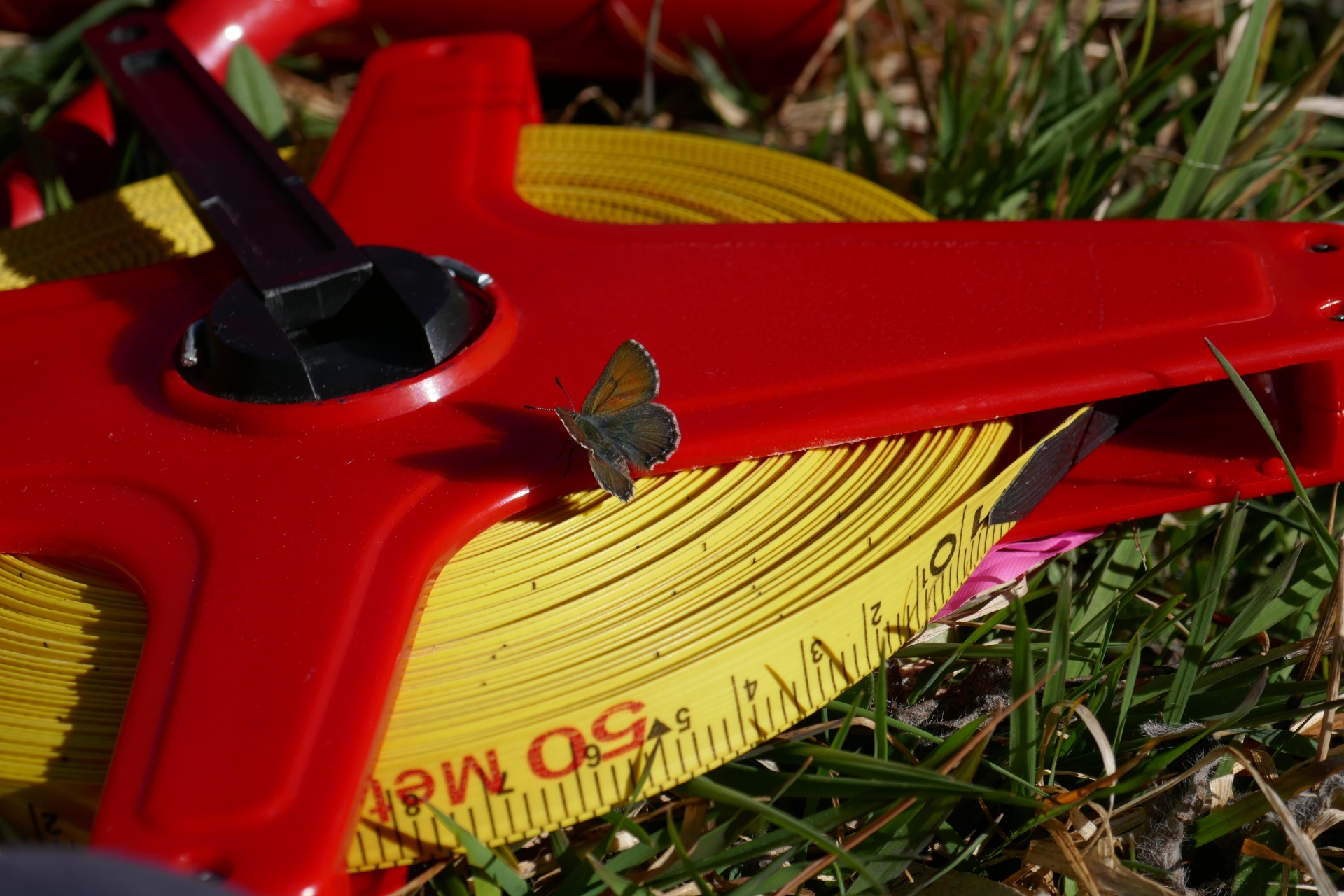 A tiny butterfly perches on a red and yellow measuring tape