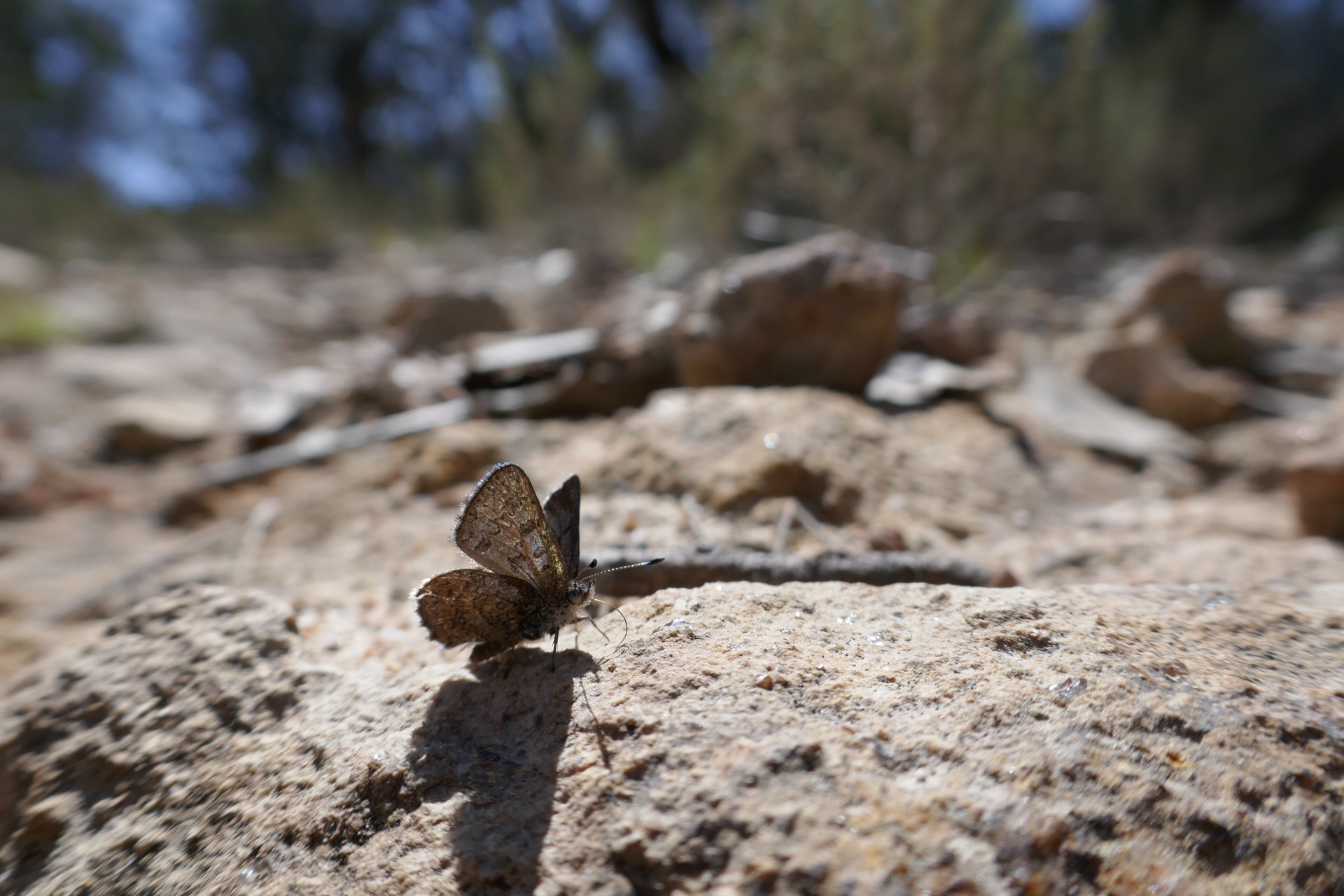 A small butterfly with speckled wings perches on a rock in the sun