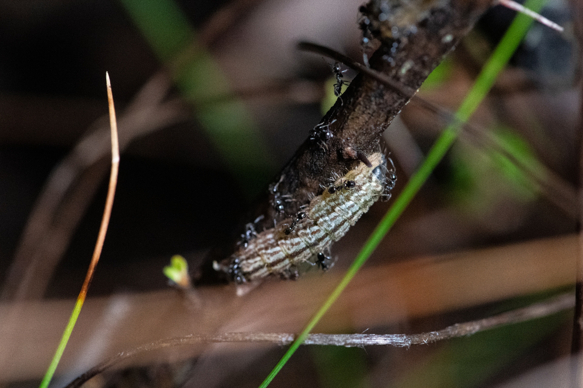 Ants crawling on a caterpillar with a blurred background of tree branches