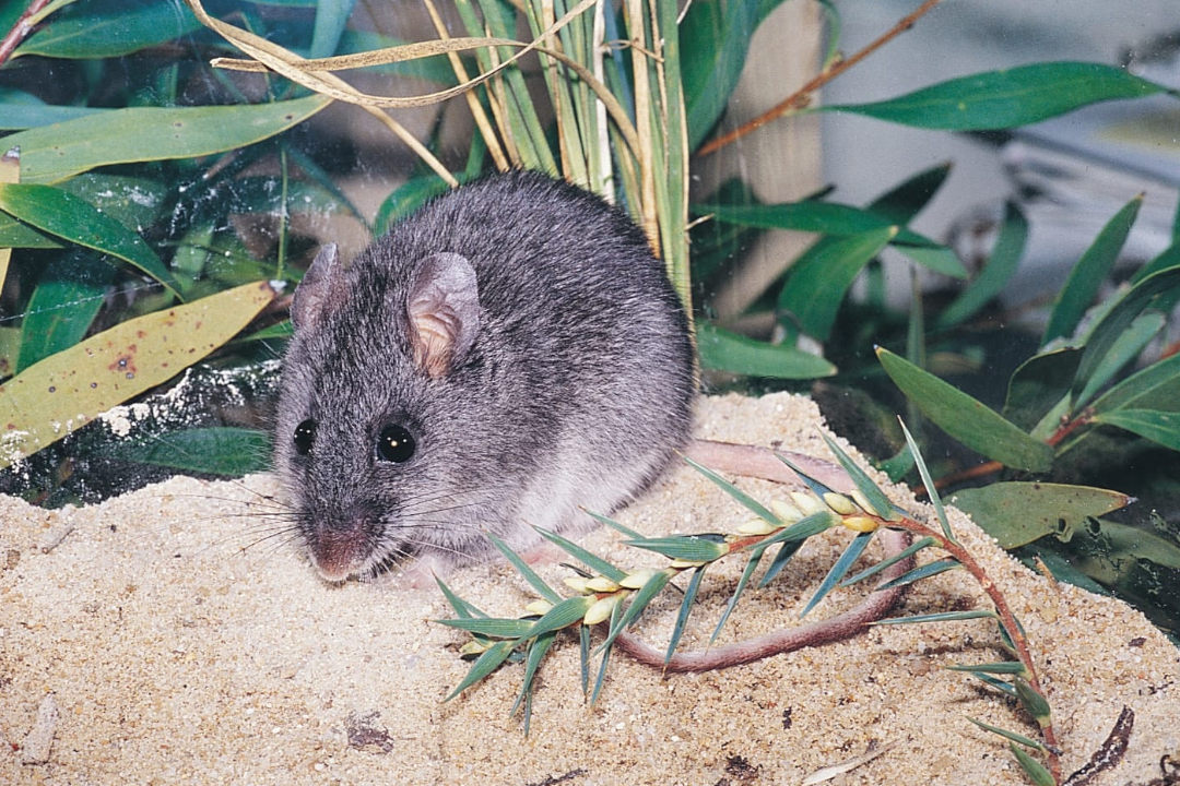 A close-up of a plump, rounded grey mouse, with large round black eyes and a white underbelly