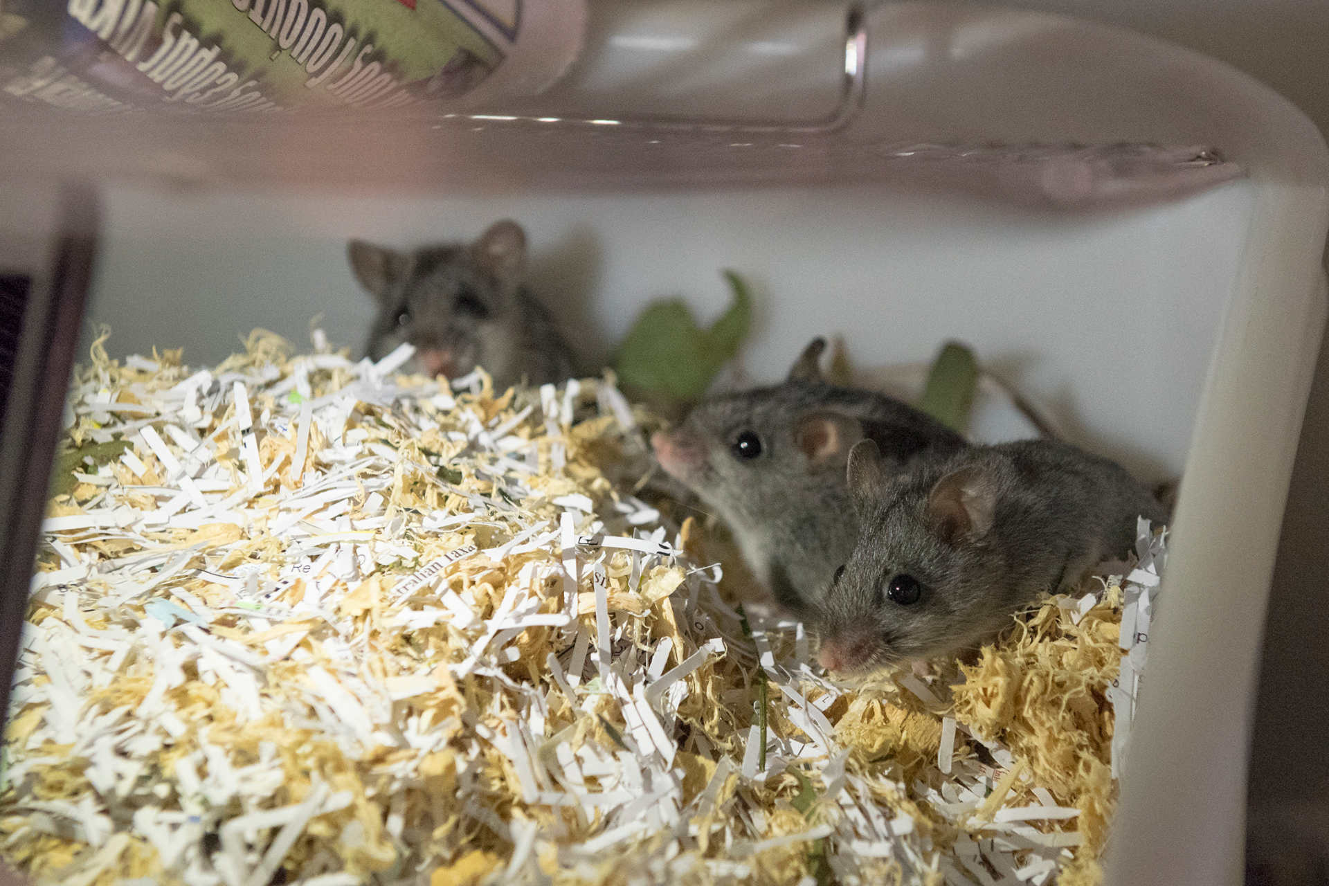 Three little mice among some shredded paper in a bucket