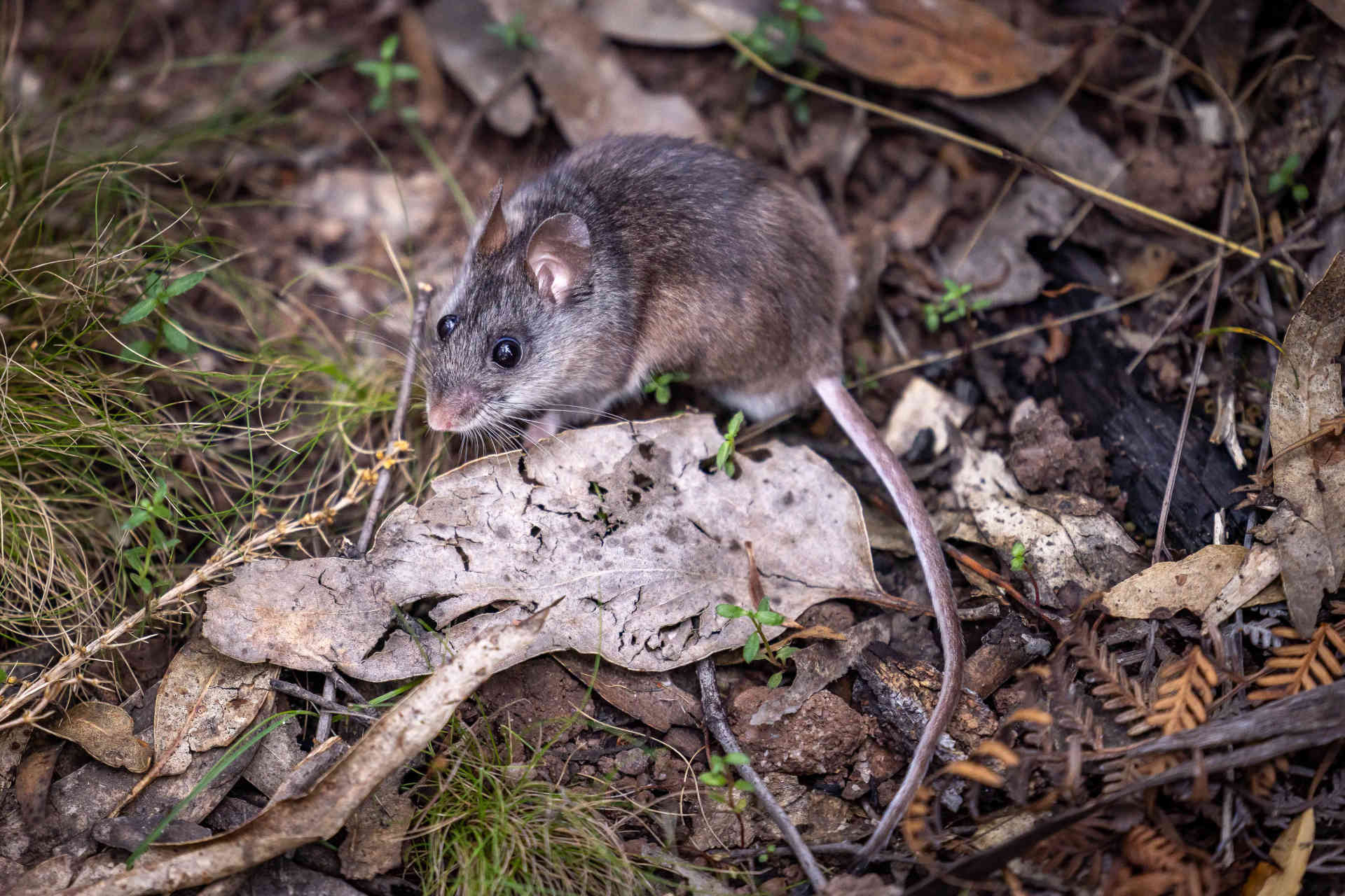 A grey mouse with large round black eyes among the natural vegetation of the forest floor