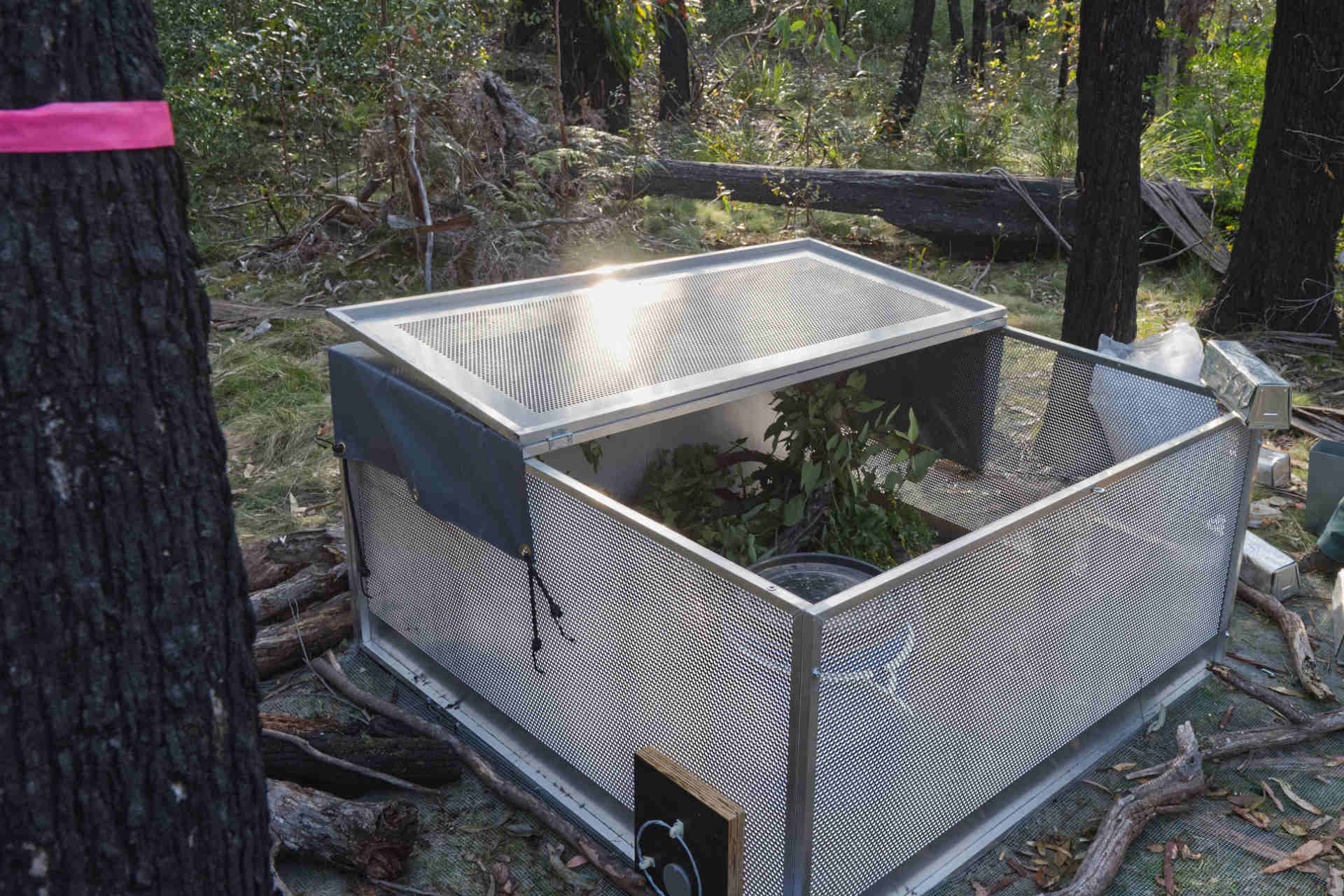 A cage or enclosure sitting in a clearing in a forest, with vegetation visible inside 