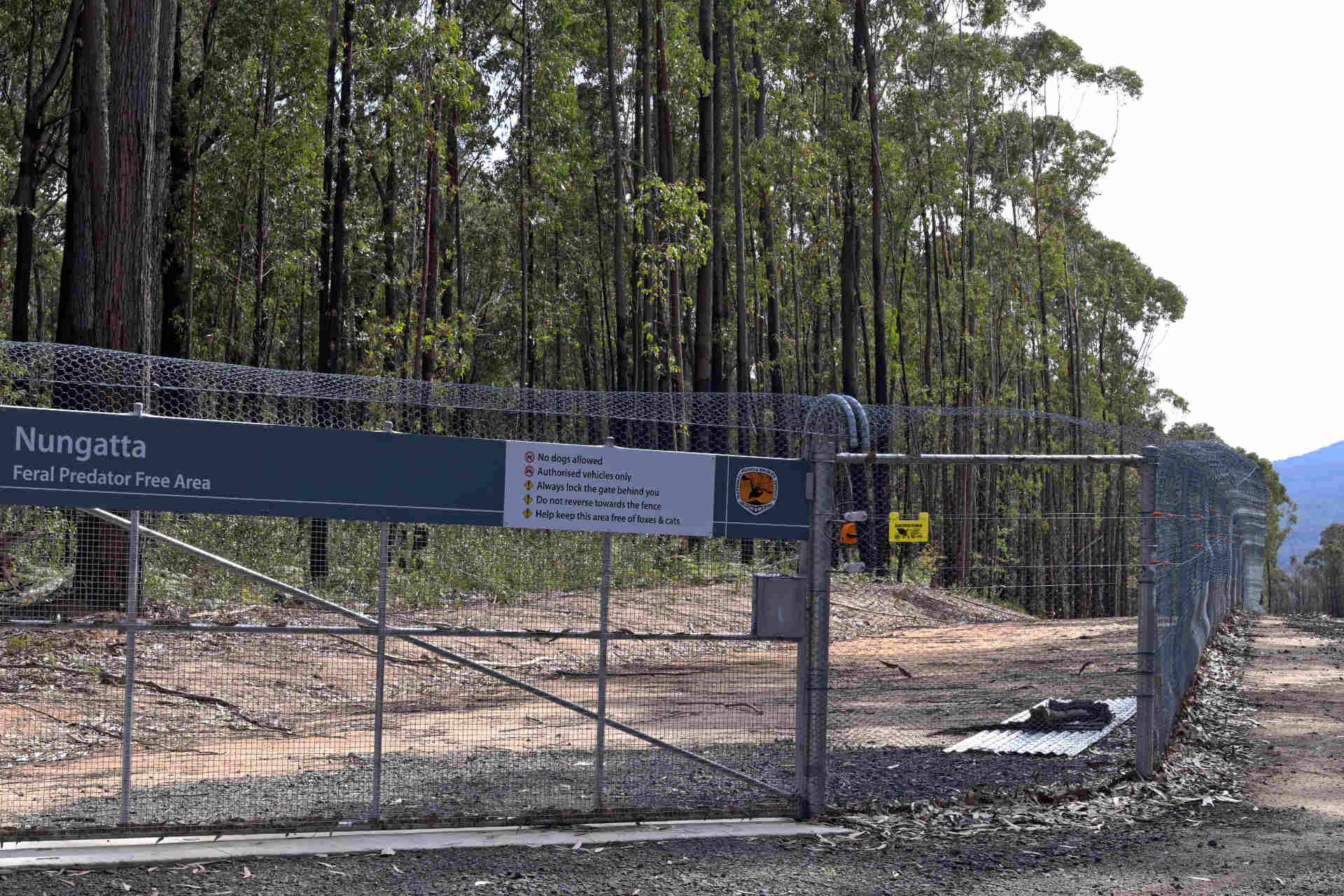 A fence enclosing a section of forest, with curved fencing along the top, and a sign displaying the words "Nungatta feral predator free area" and some warnings