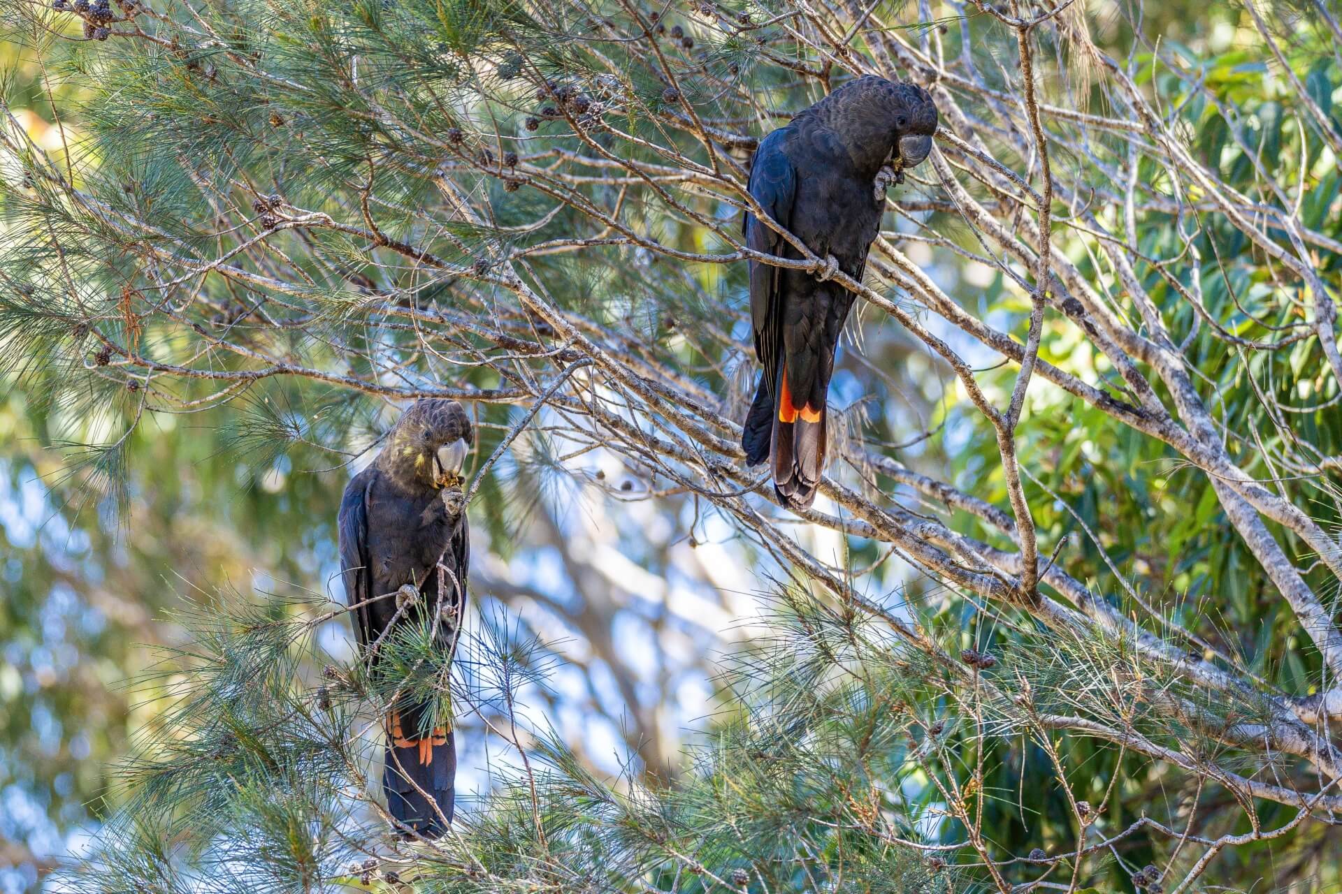 Two large black cockatoos perched on thin branches eating small brown seed pods held in their claws