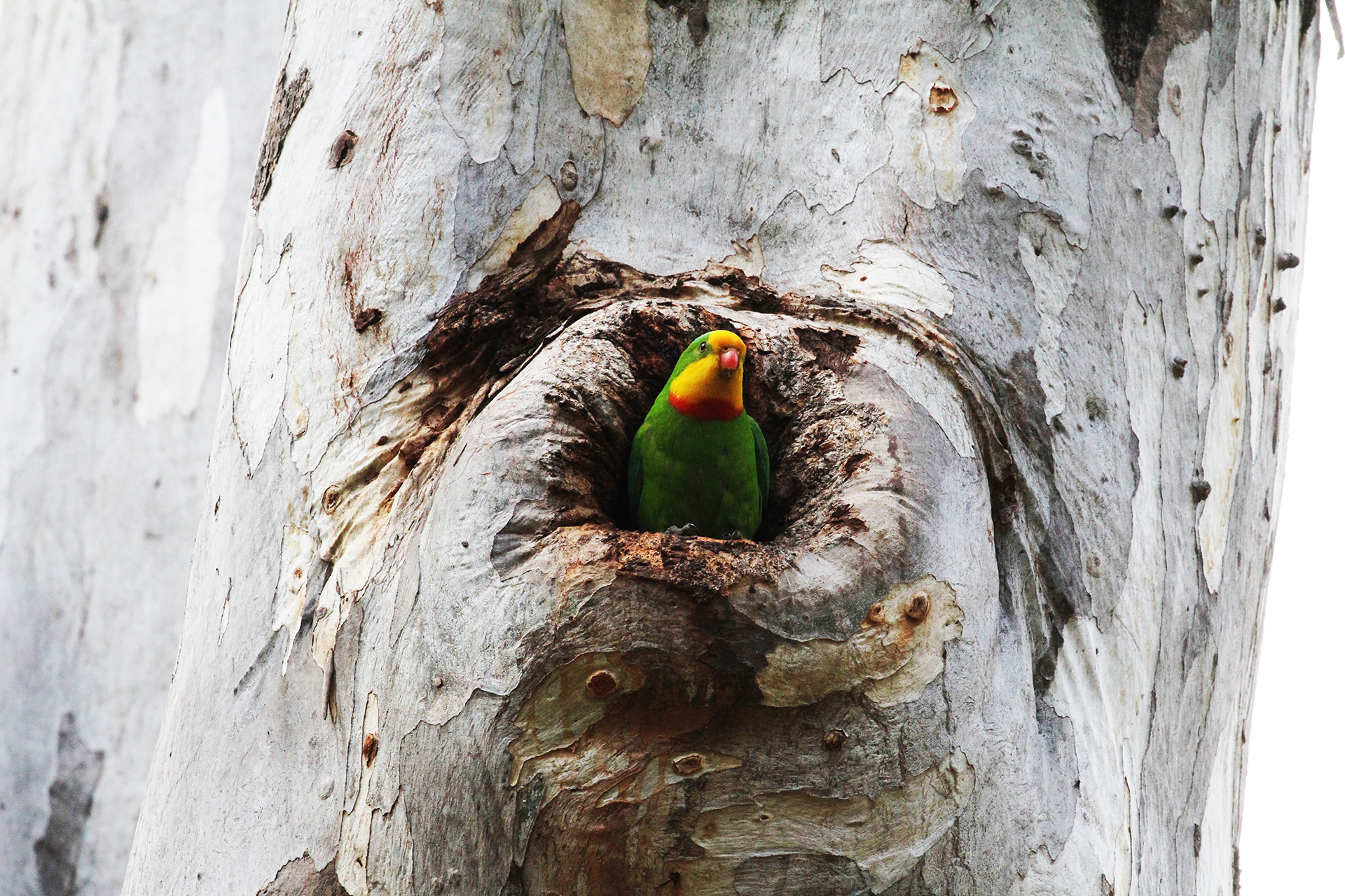A vibrant green superb parrot with a yellow and orange face peeks out from a tree hollow. The textured bark contrasts with the bird's bright colours.