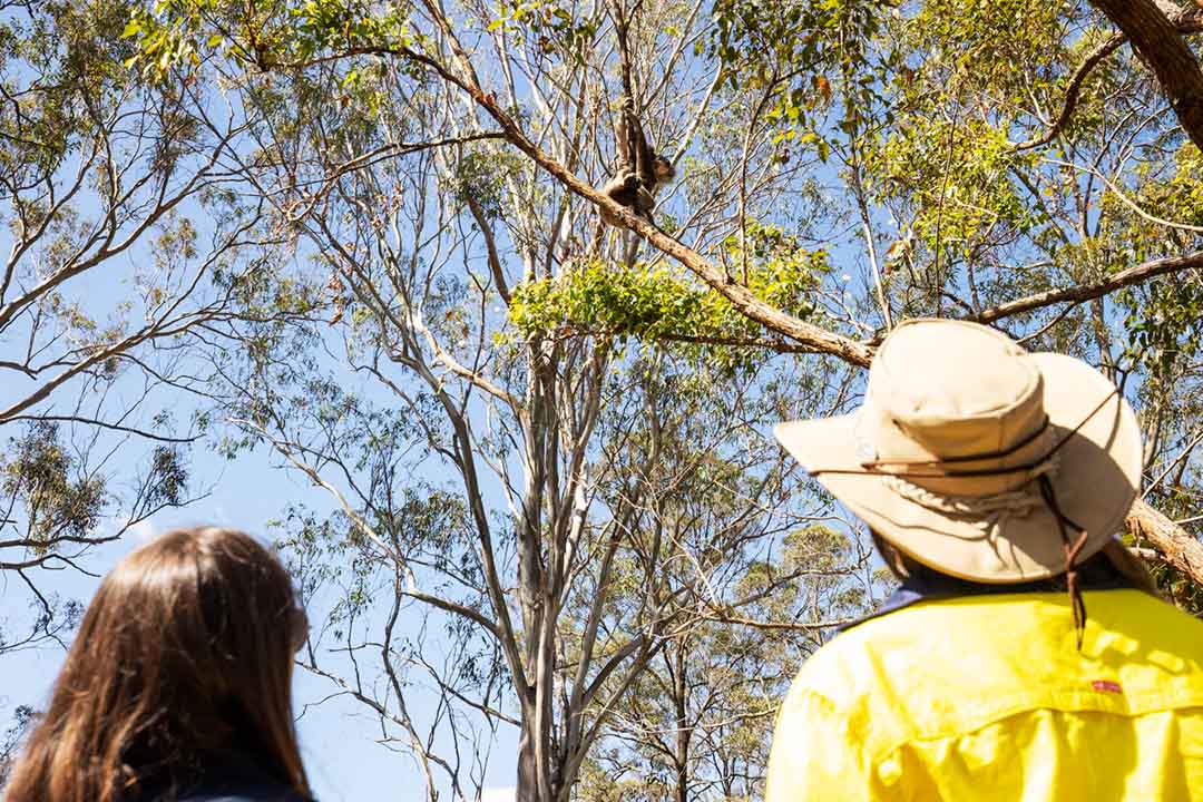 Two people staring up at a koala in a tree