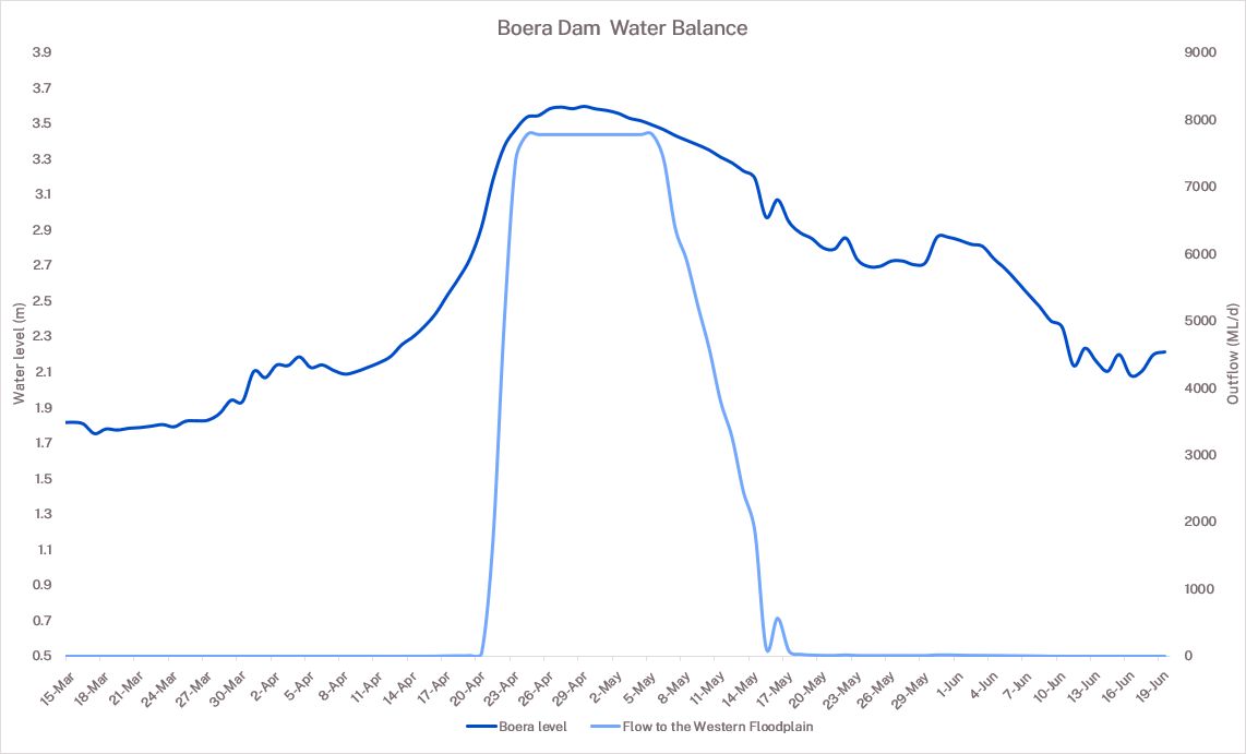 Boera Dam water balance graph 20 June 2025 showing flows to the Western Floodplain in light blue and Boera Dam water levels in dark blue.