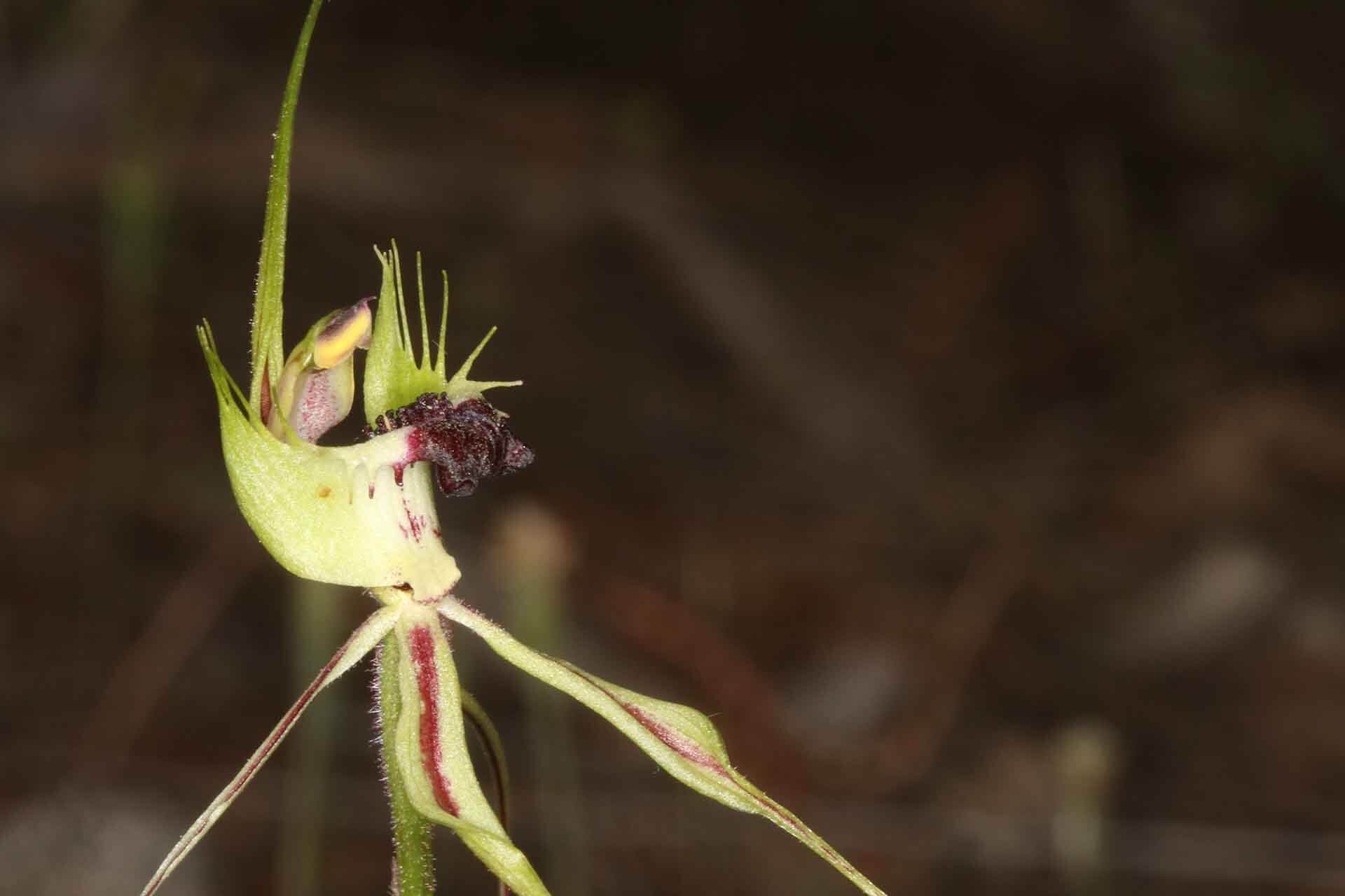 Orchid with purple stripes.