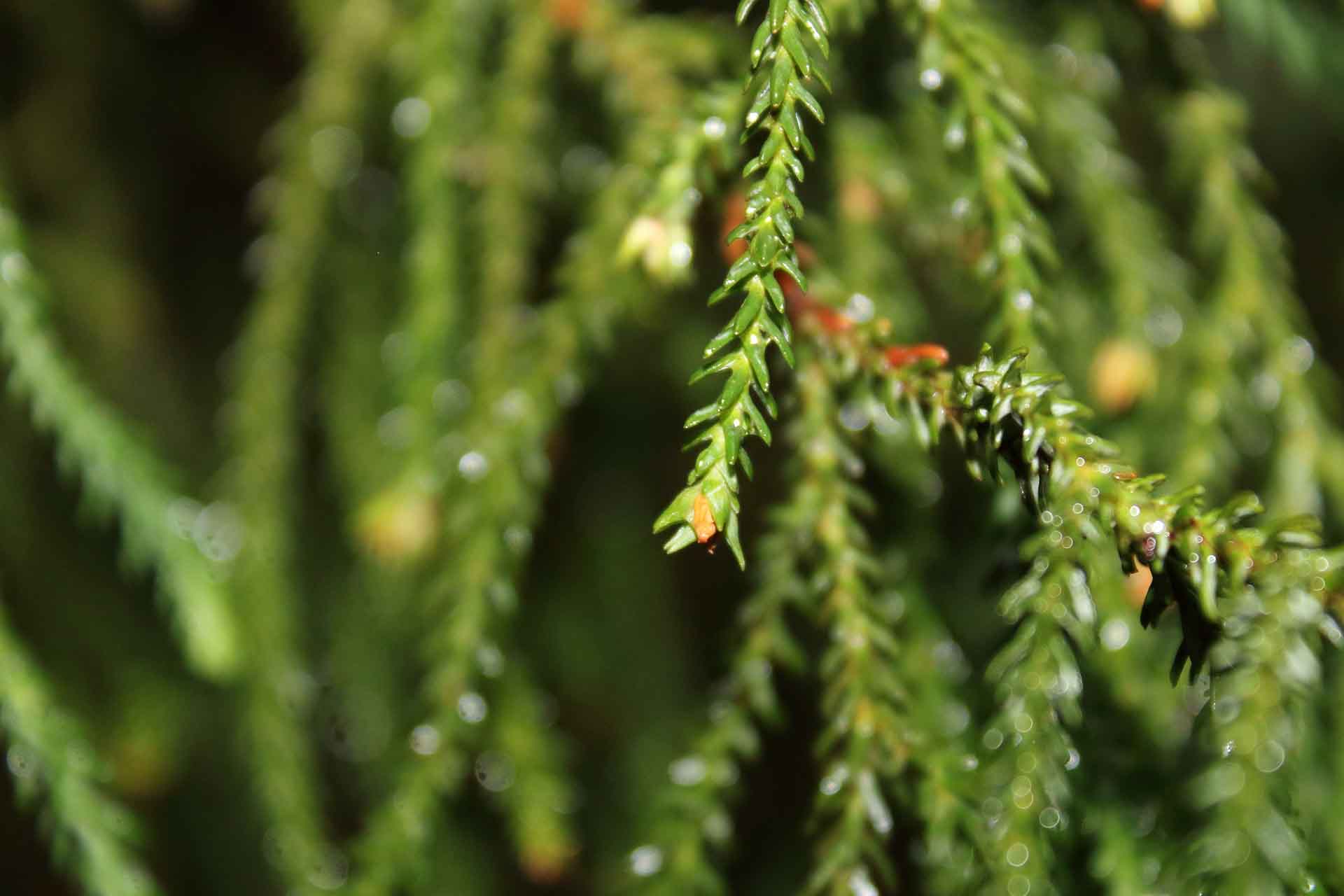 Green spiky conifer foliage.