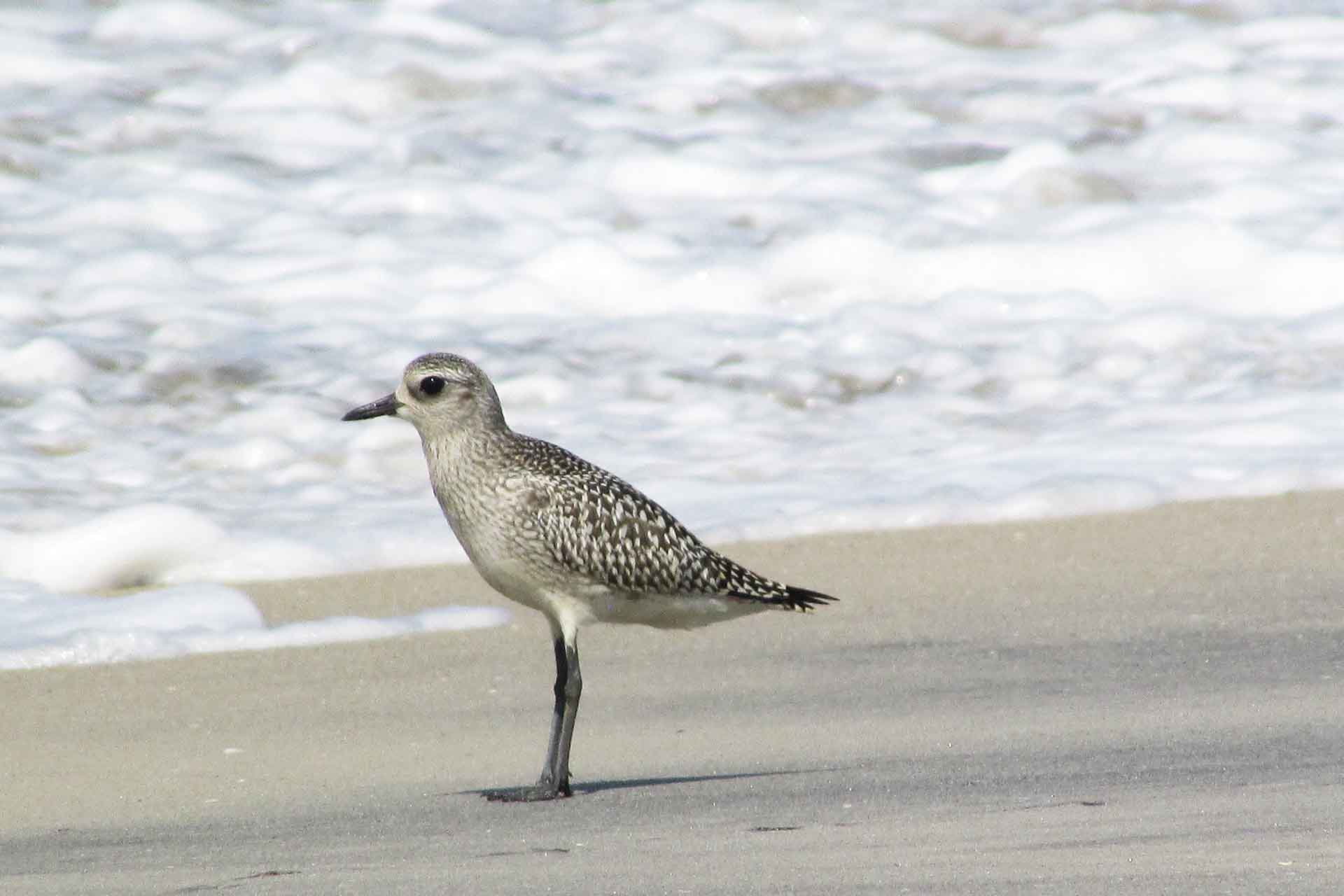 Greyish bird standing on shoreline.
