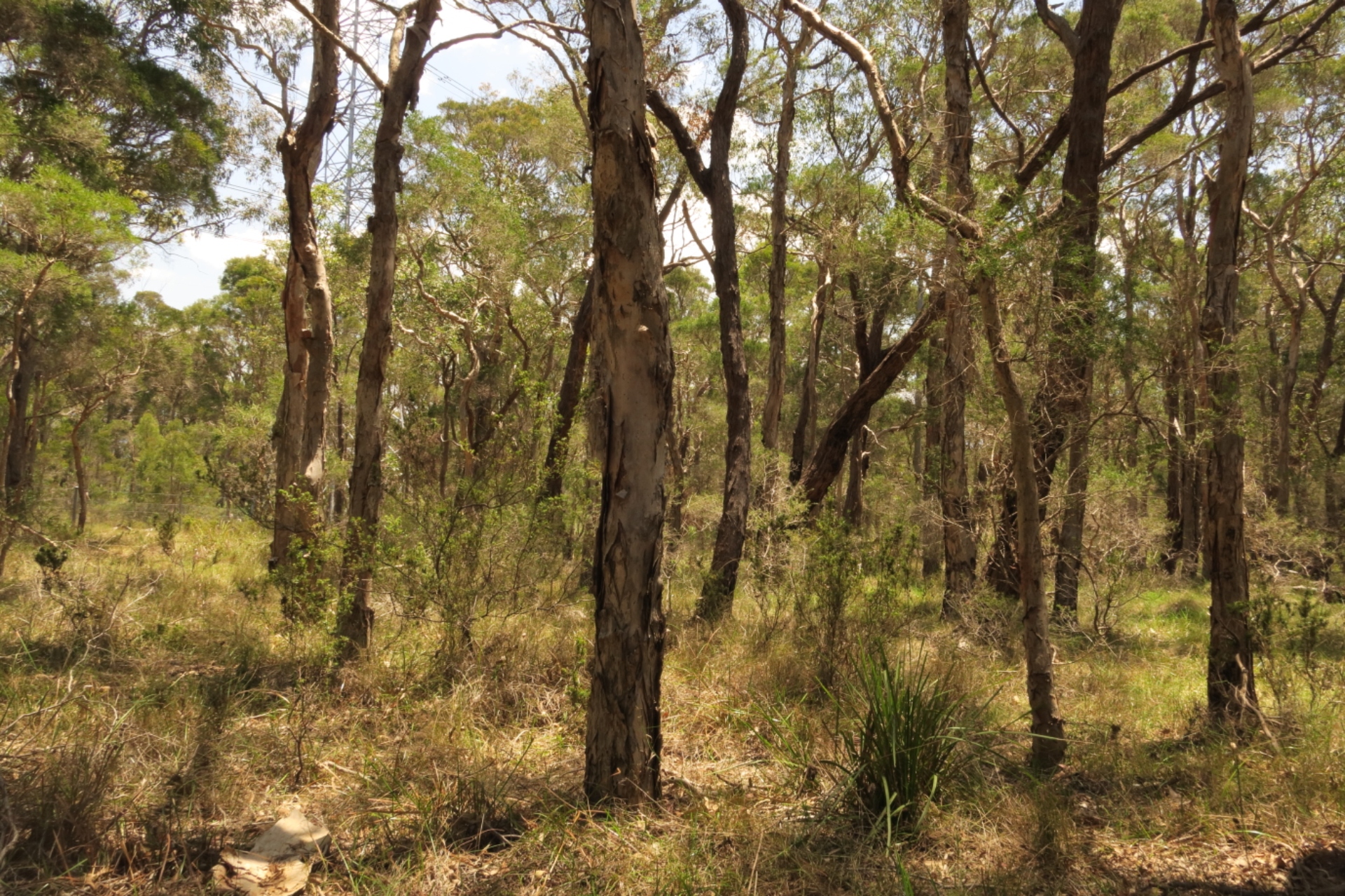 Open woodland with sparse tall trees and a grassy understorey
