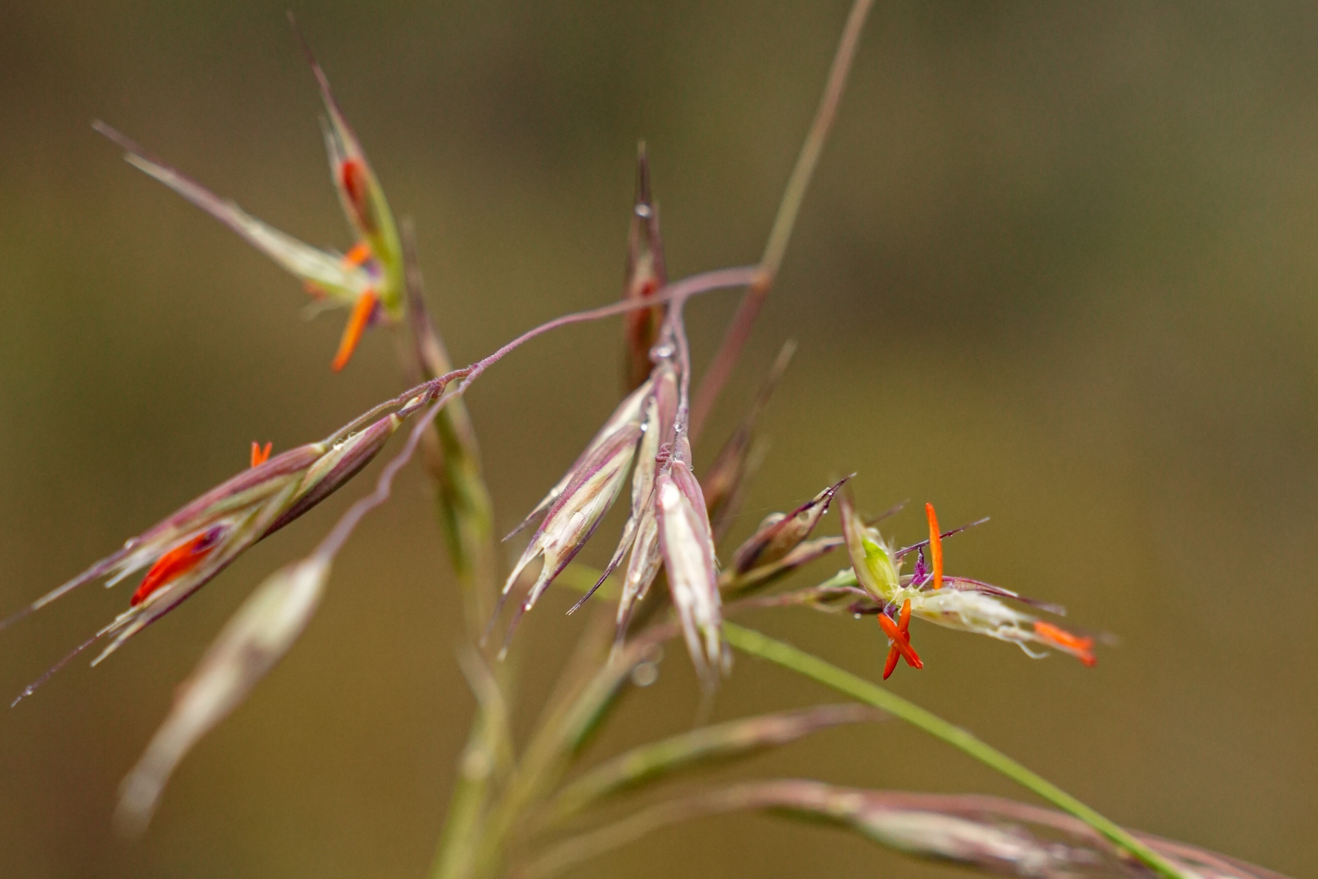 Close-up photo of a thin grass plant with narrow, spiky orange flowers