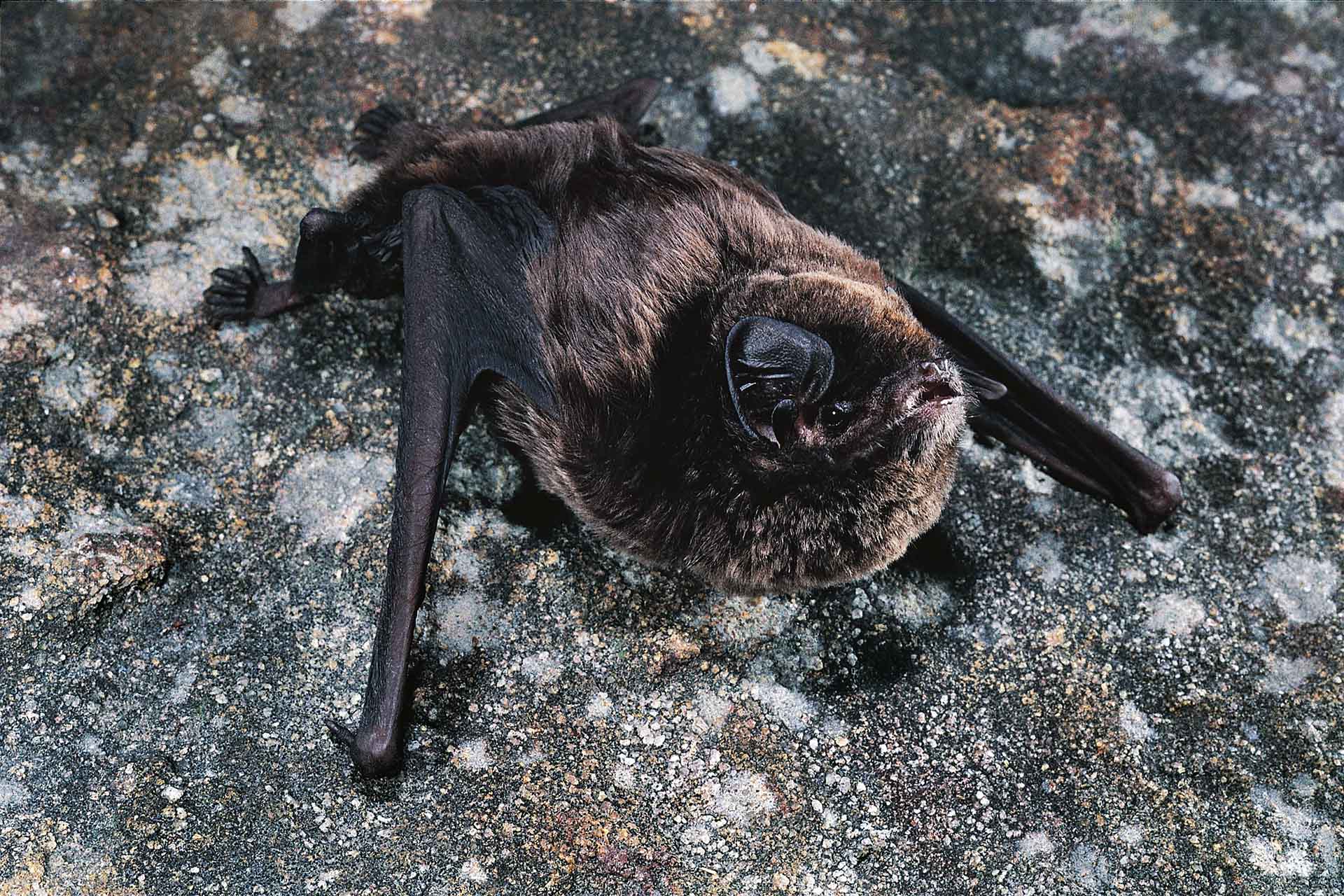 A grey and brown bat hanging on a wall.