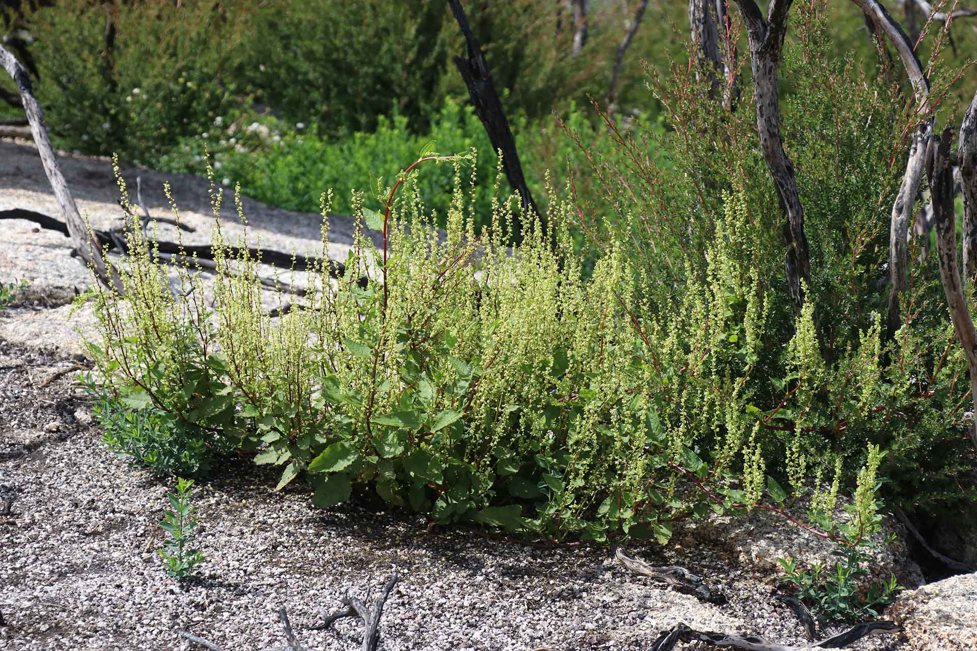 Small weedy groundcover plant with serrated leaves and stringy blooms.
