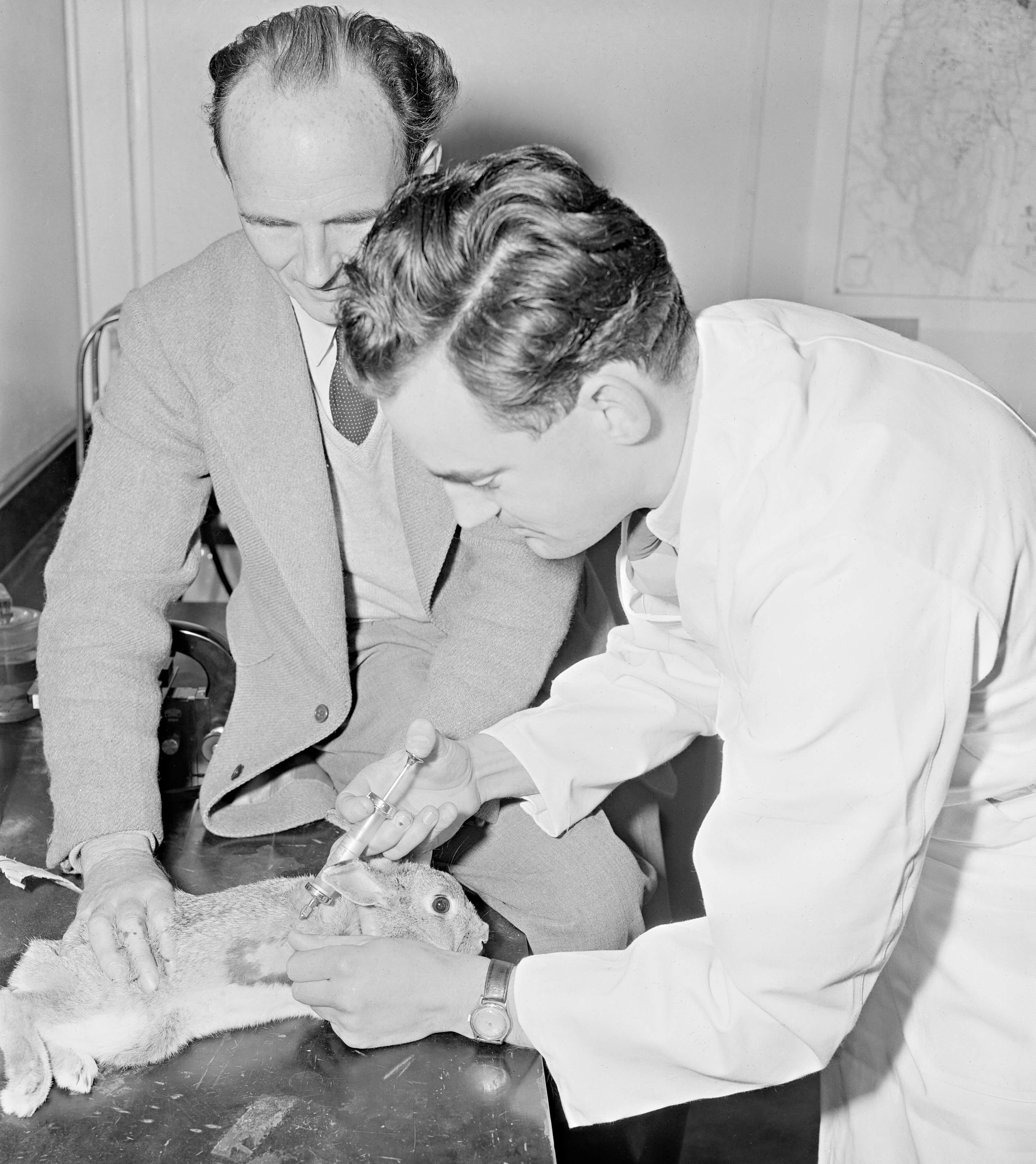 Black and white photograph of two male scientists working in a laboratory. A rabbit lies on a table between them. The man on the left, dressed in a suit and tie, is gently pressing the rabbit down to keep it still. The man on the right, wearing a doctor’s robe, is administering an injection with a needle into the rabbit.