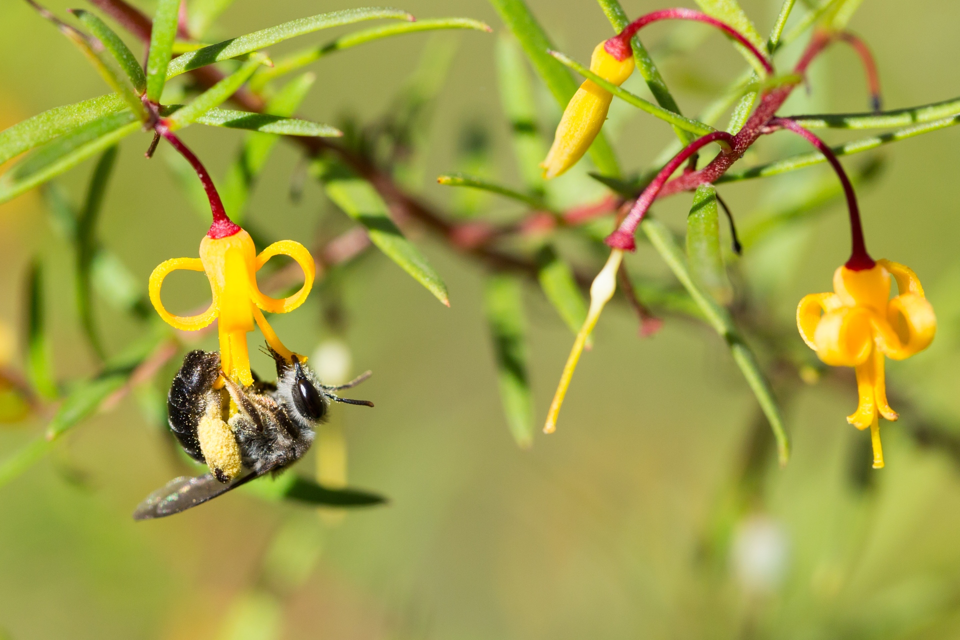 A small, black native bee feeds on bright yellow flowers dangling from a prickly green plant