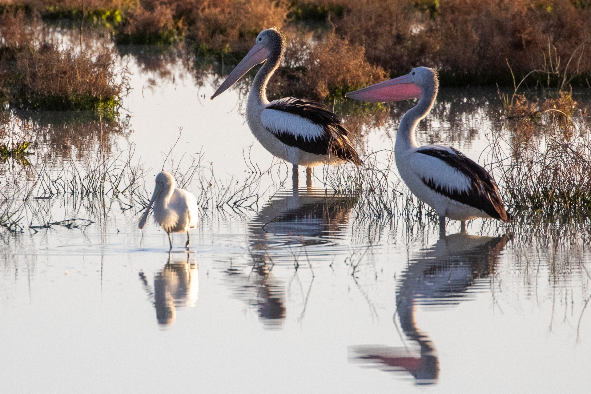 Two adult black and white pelicans and a white spoonbill stand in shallow water at a lake's edge