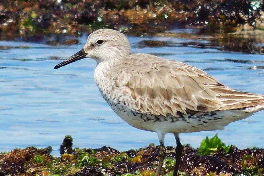 Light brown-speckled bird standing amongst seaweed.