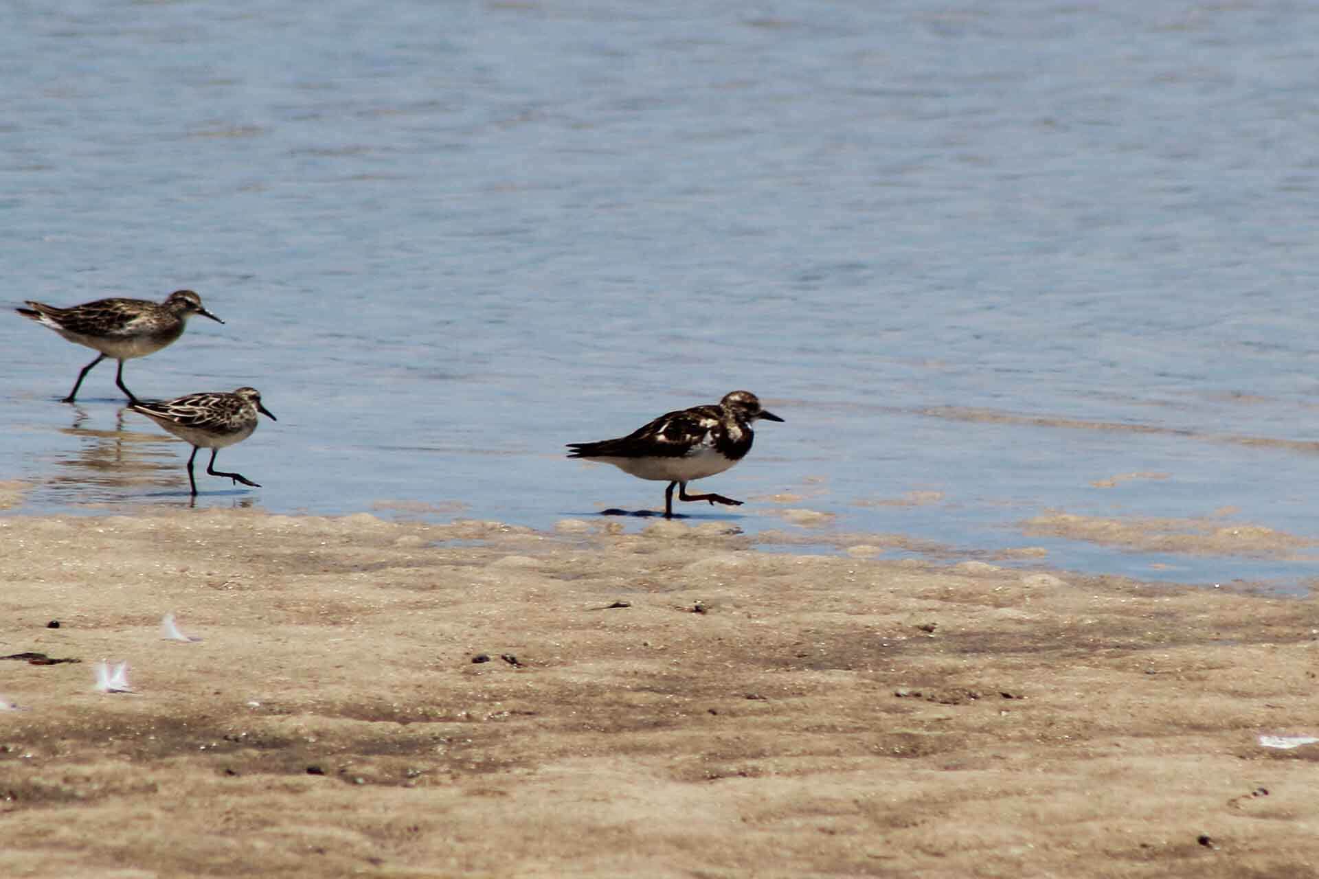 Grey-specked shorebirds stepping into water.