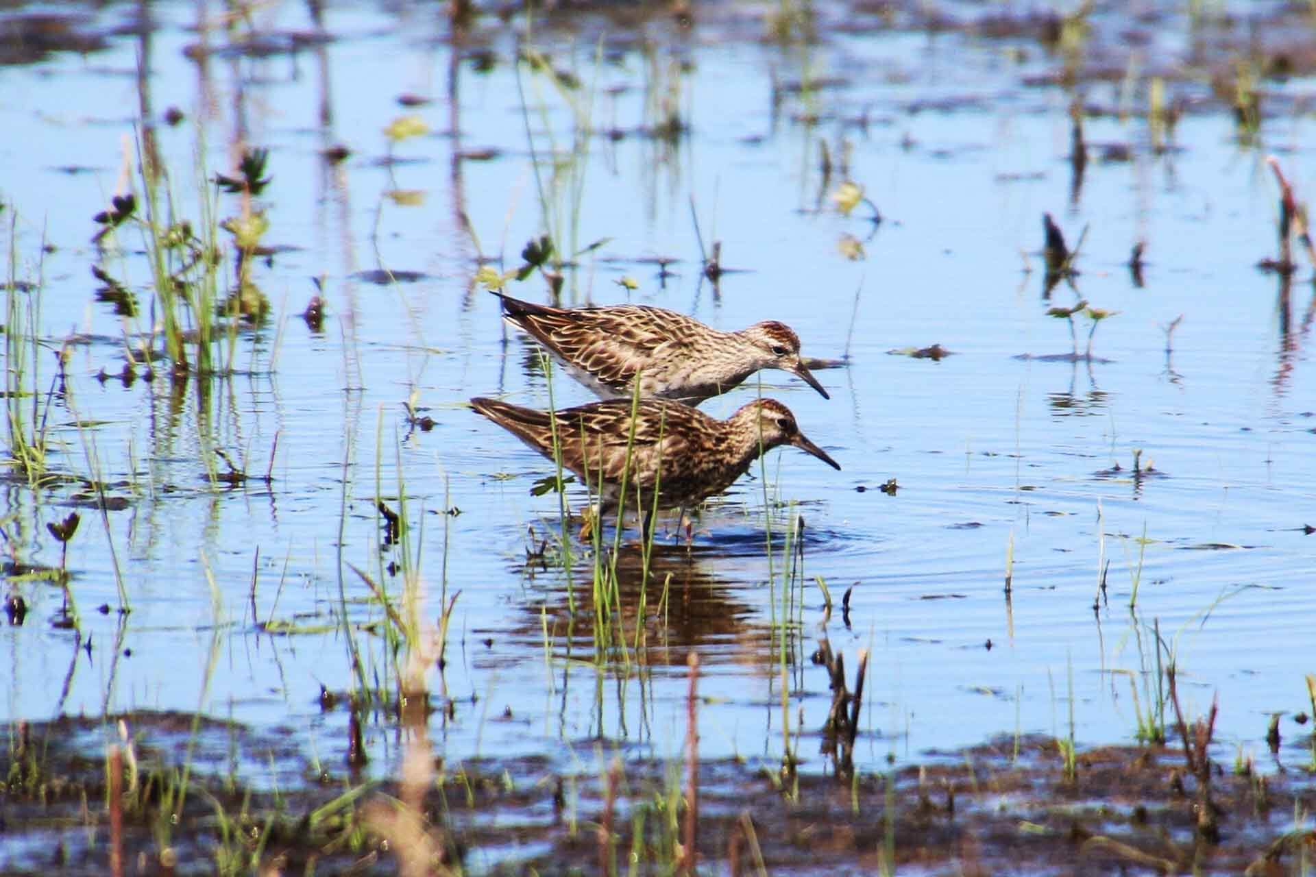 Two brown-speckled birds wading amongst reeds.