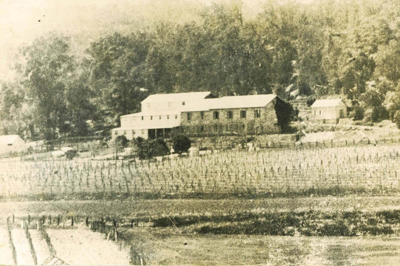 Black and white image of vineyards. In the background there is a few small buildings and forestry.