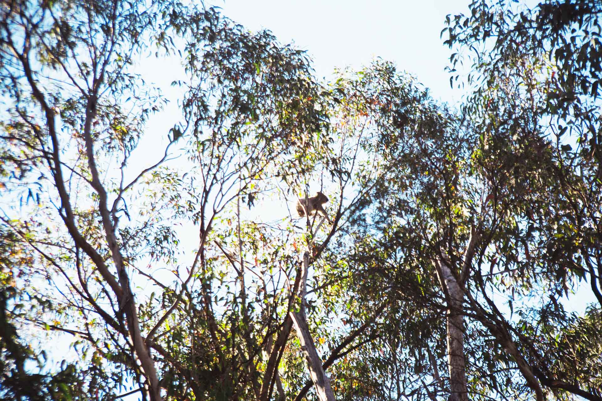 Long distance photo of a koala in a tree