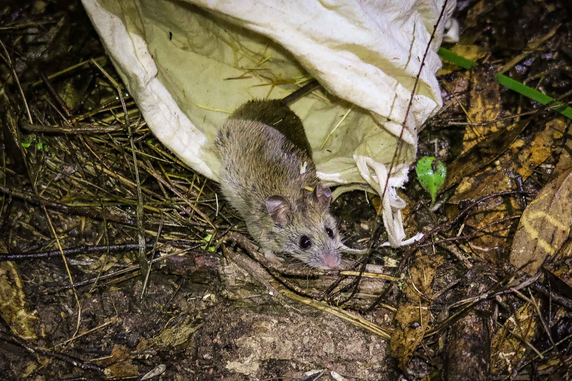 Small dun coloured native mouse stares up from the lip of an open bag on the ground.