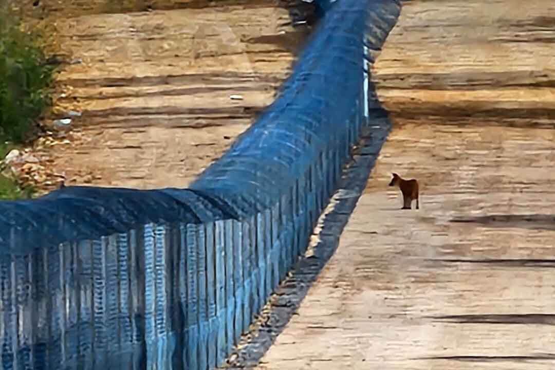 Fox staring at metal fence.